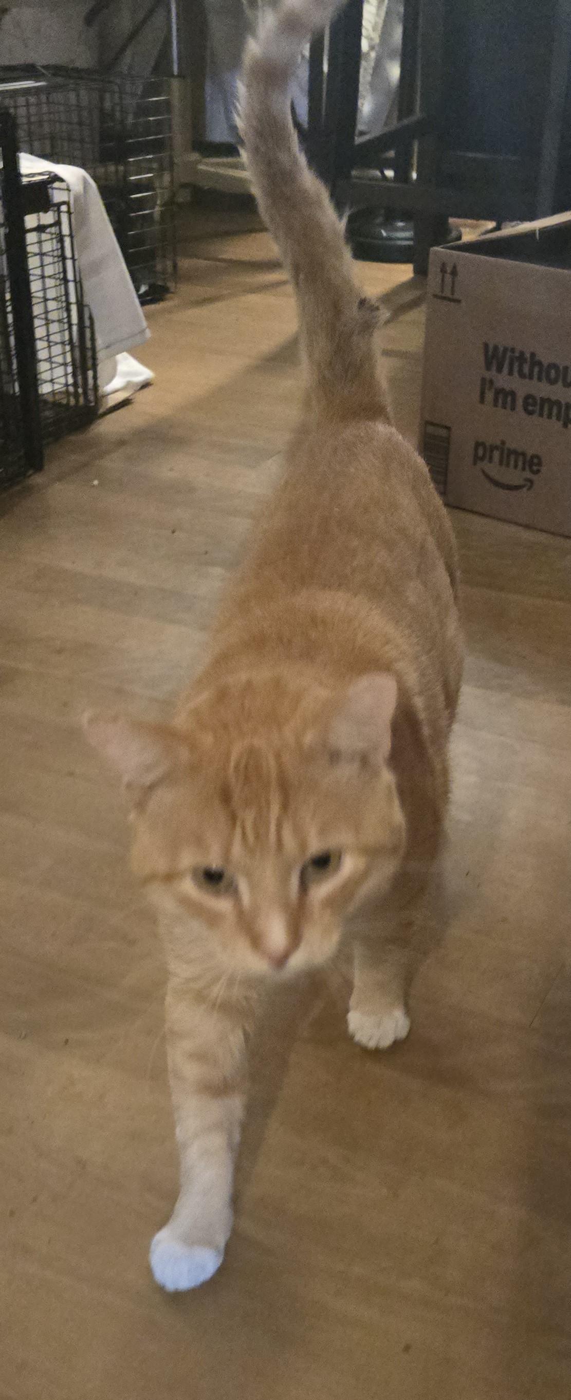 Chinney, a Adoptable Tabby in Lawrenceville, GA image 3/4