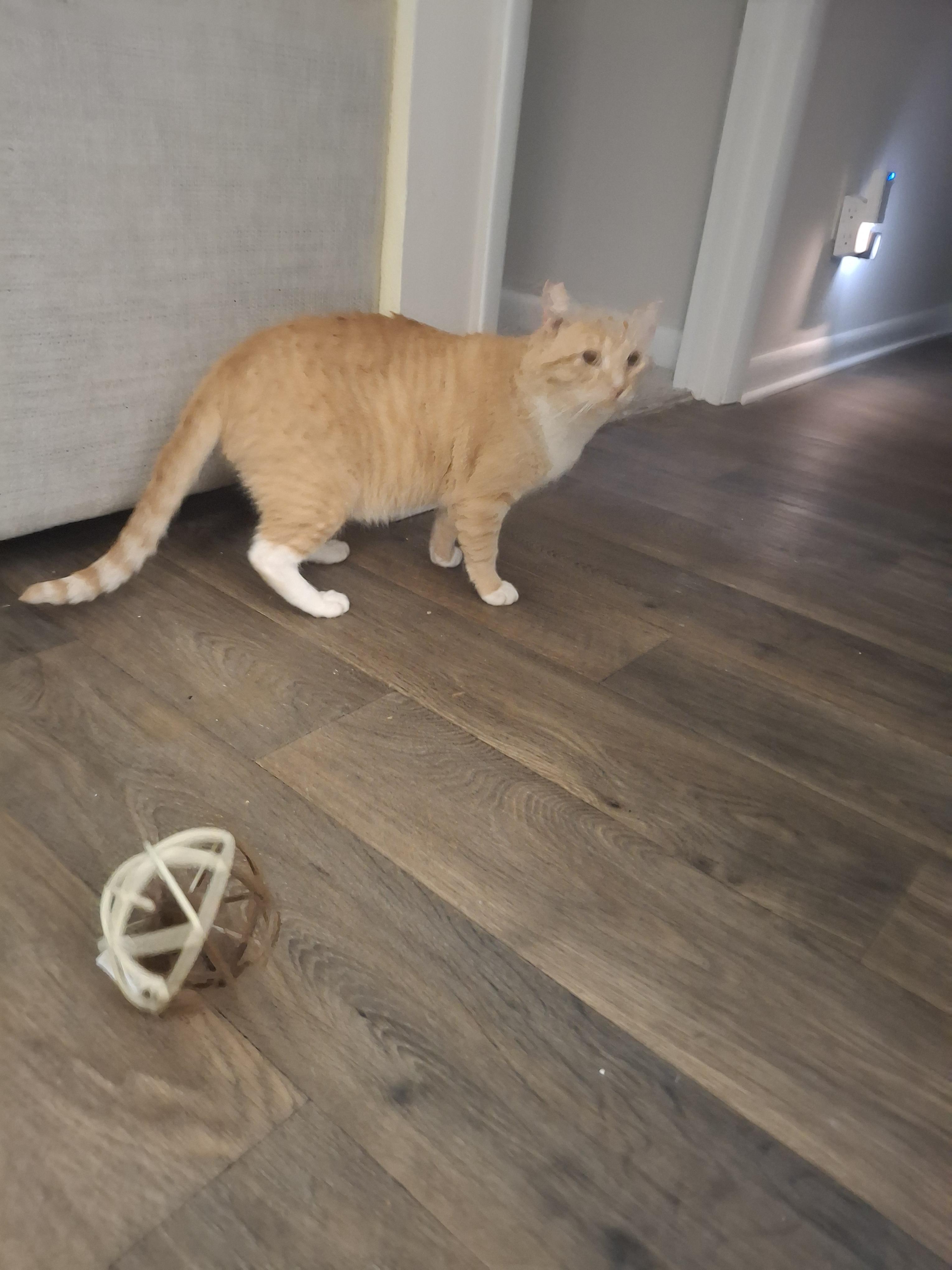 Chinney, a Adoptable Tabby in Lawrenceville, GA image 4/4