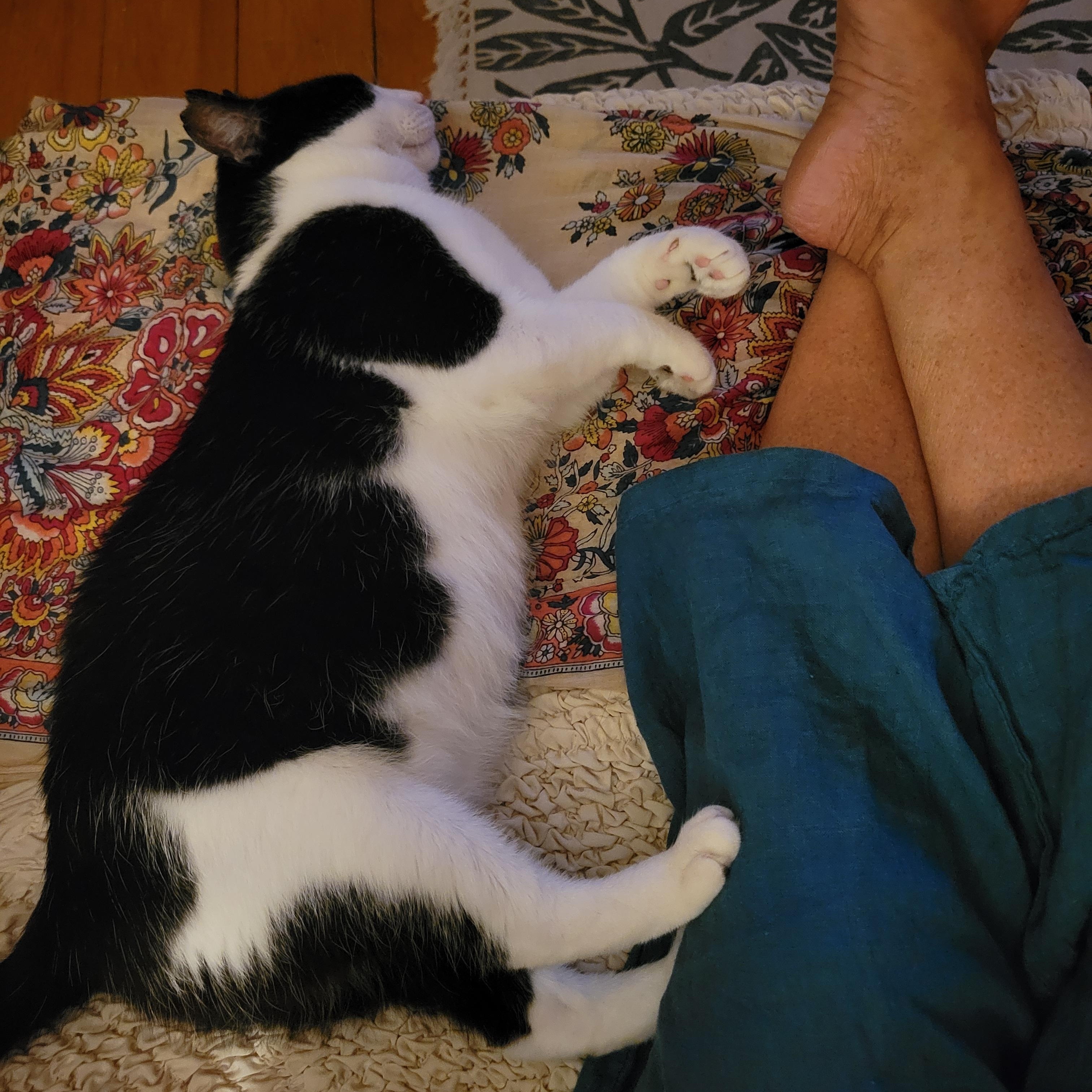 Enlarge Jackson, an adoptable Domestic Short Hair in Ottawa, ON image 5/6