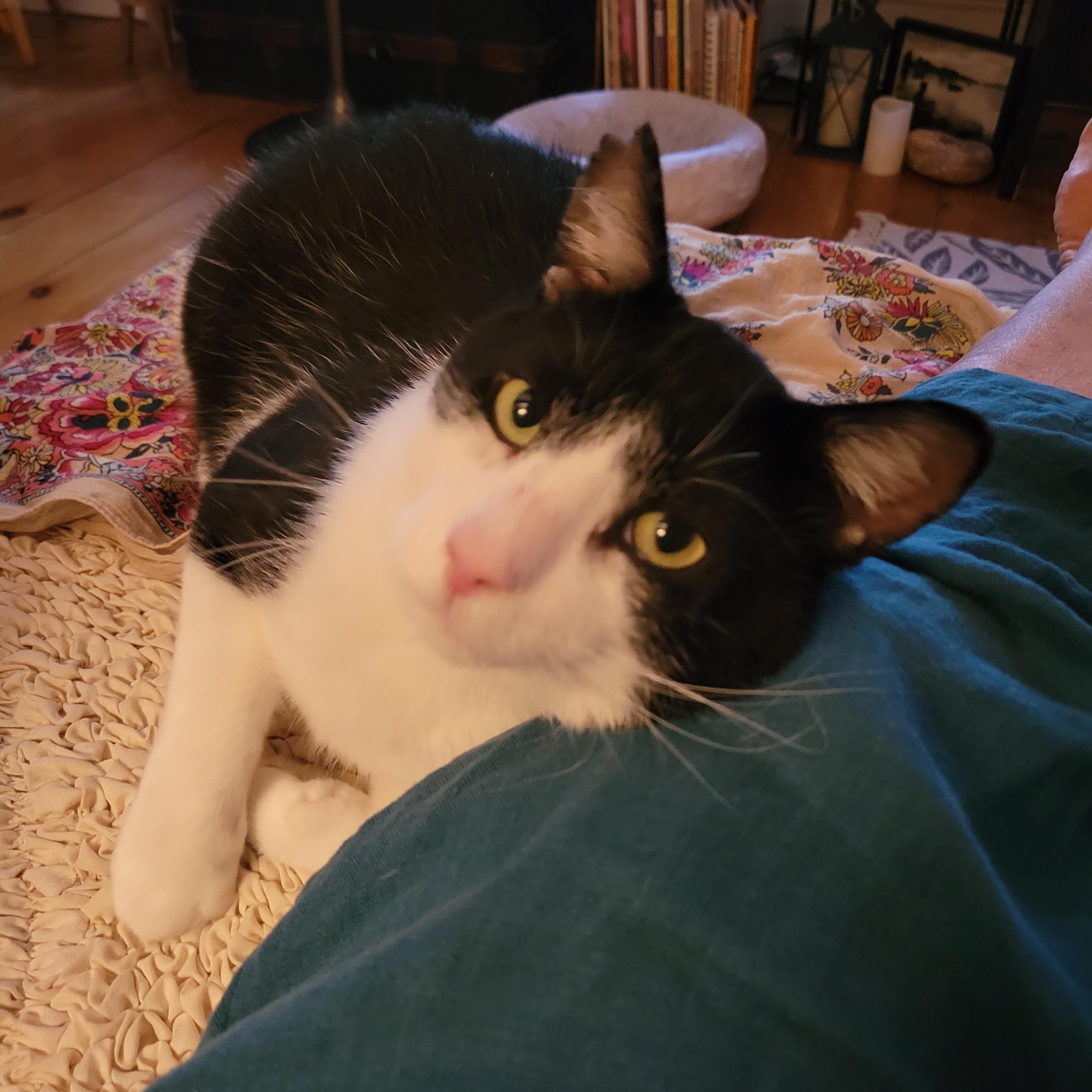 Enlarge Jackson, an adoptable Domestic Short Hair in Ottawa, ON image 1/6