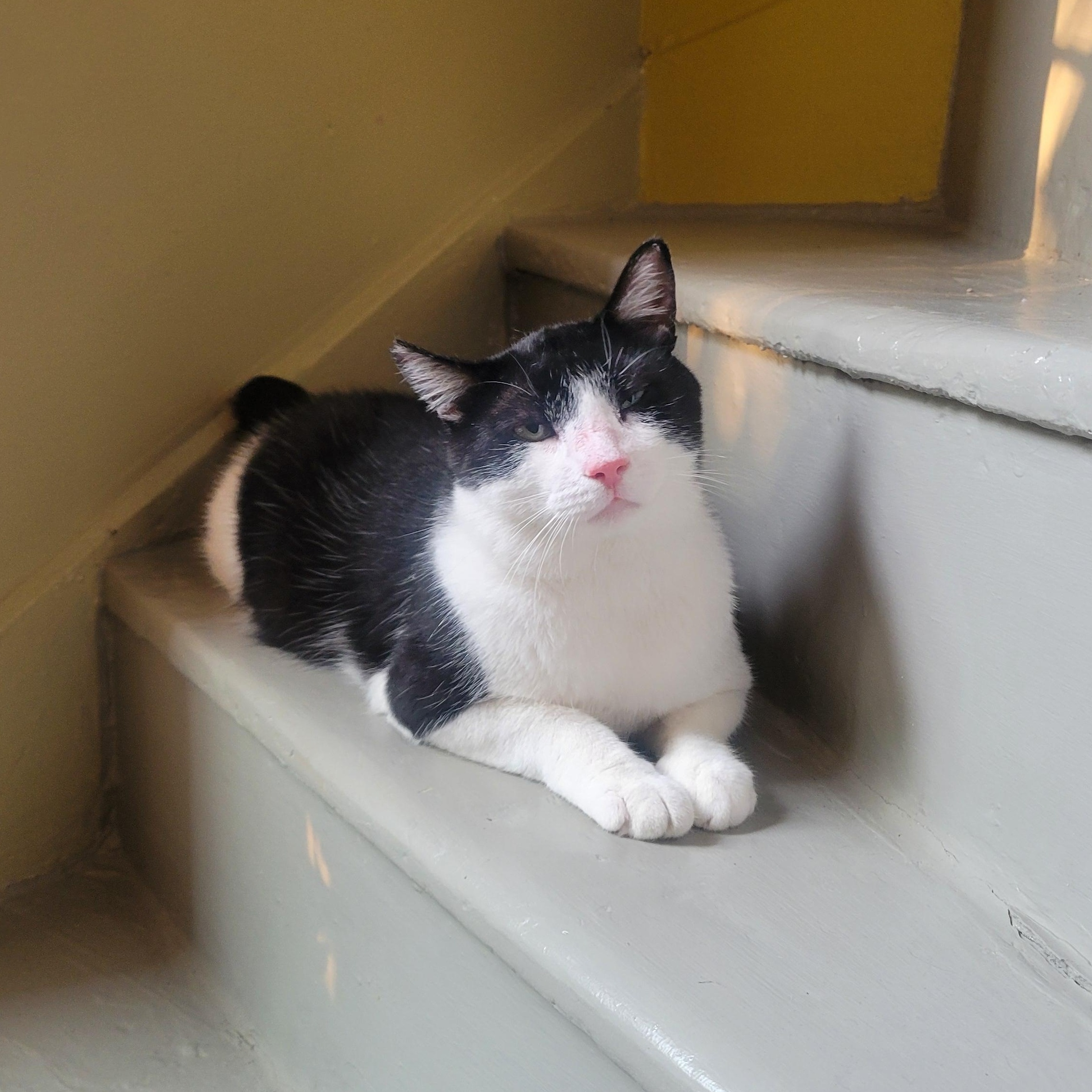 Enlarge Jackson, an adoptable Domestic Short Hair in Ottawa, ON image 3/6