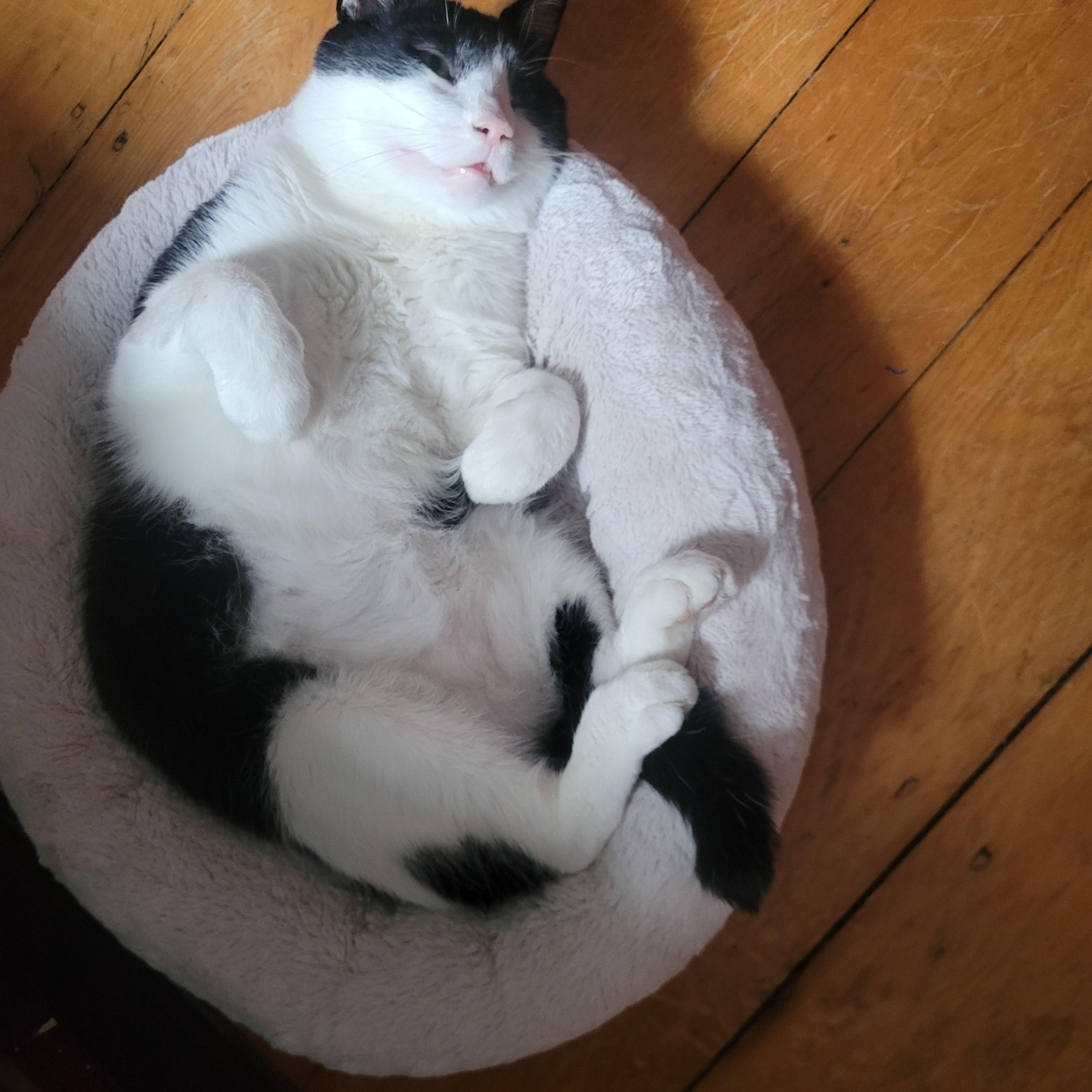 Enlarge Jackson, an adoptable Domestic Short Hair in Ottawa, ON image 6/6