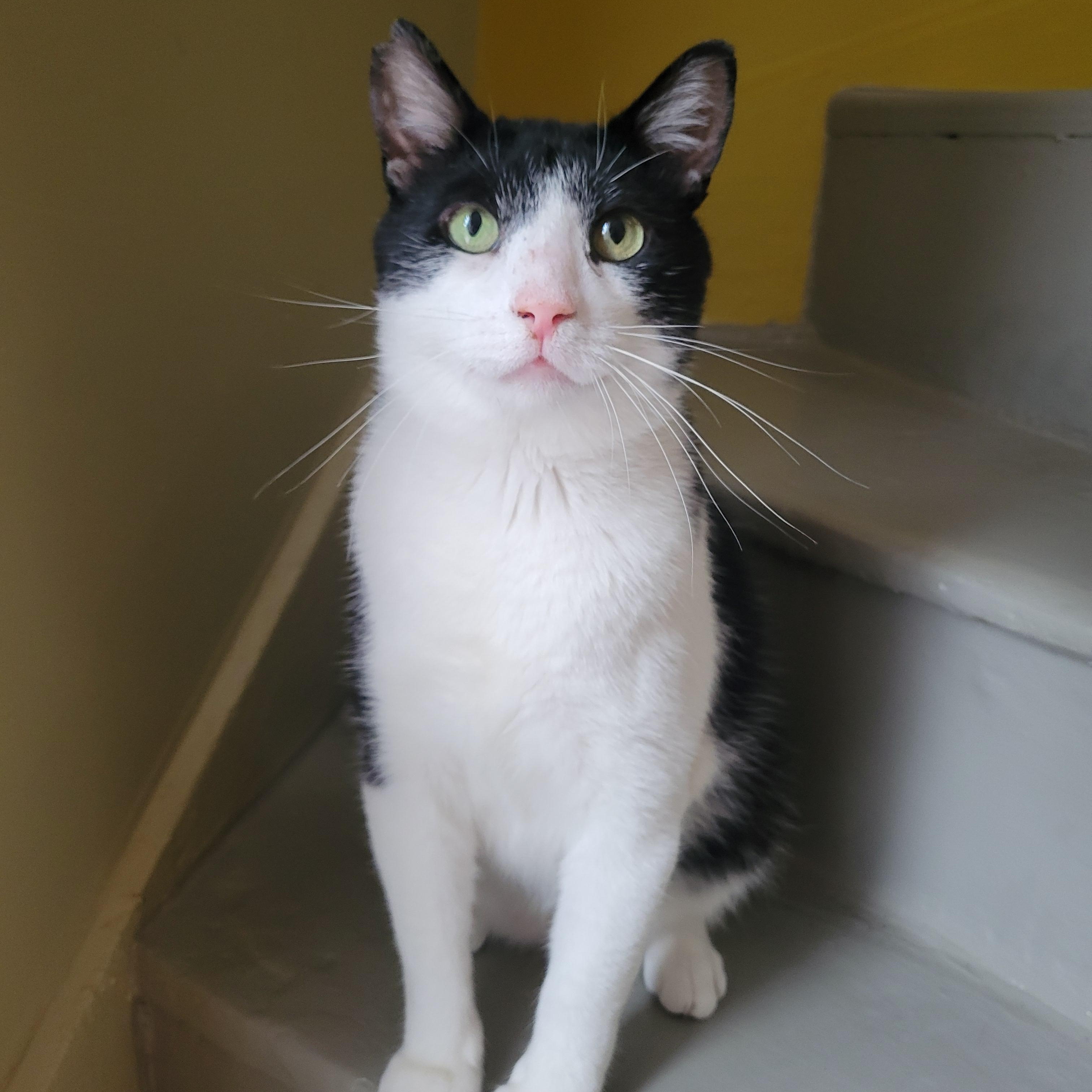Enlarge Jackson, an adoptable Domestic Short Hair in Ottawa, ON image 2/6