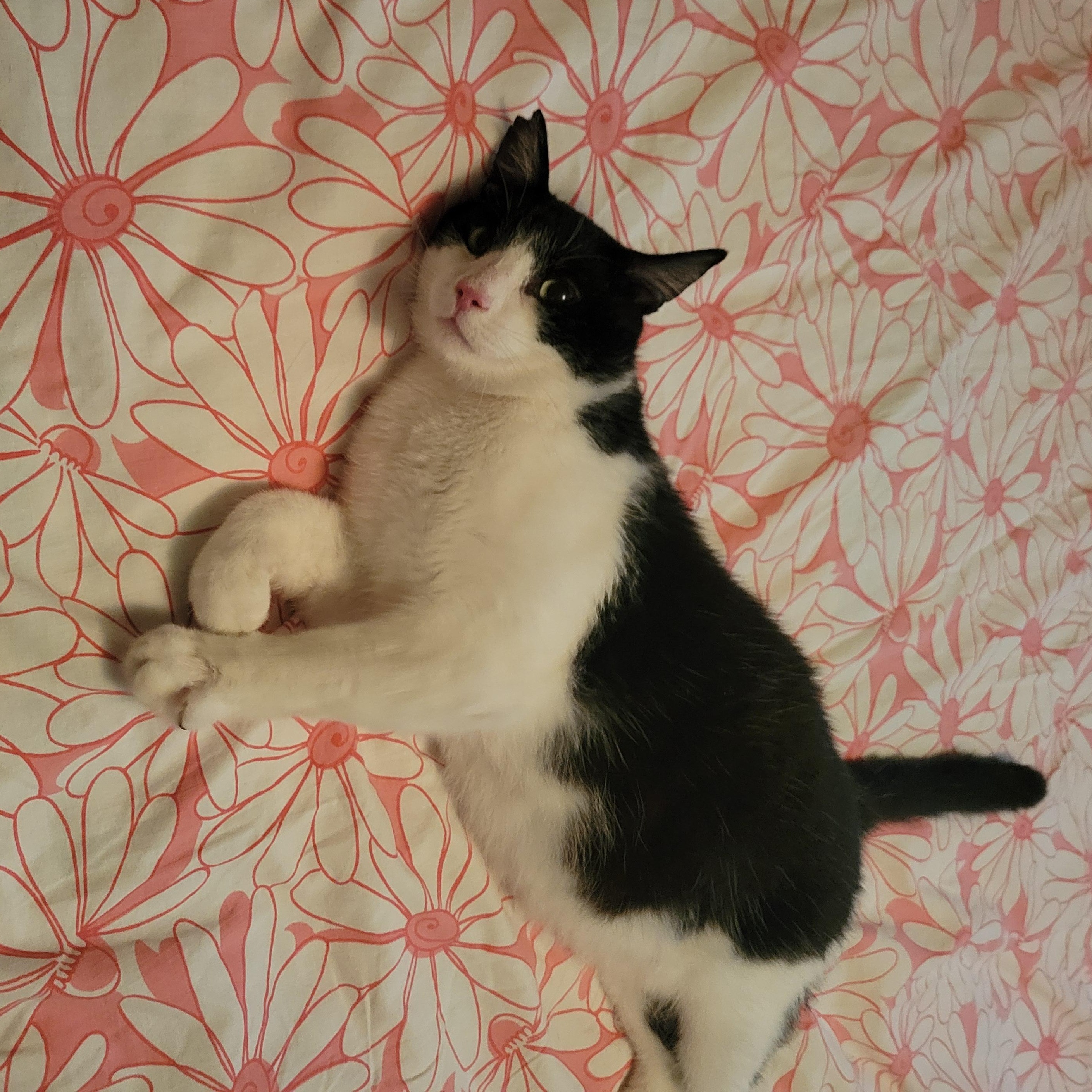 Enlarge Jackson, an adoptable Domestic Short Hair in Ottawa, ON image 4/6