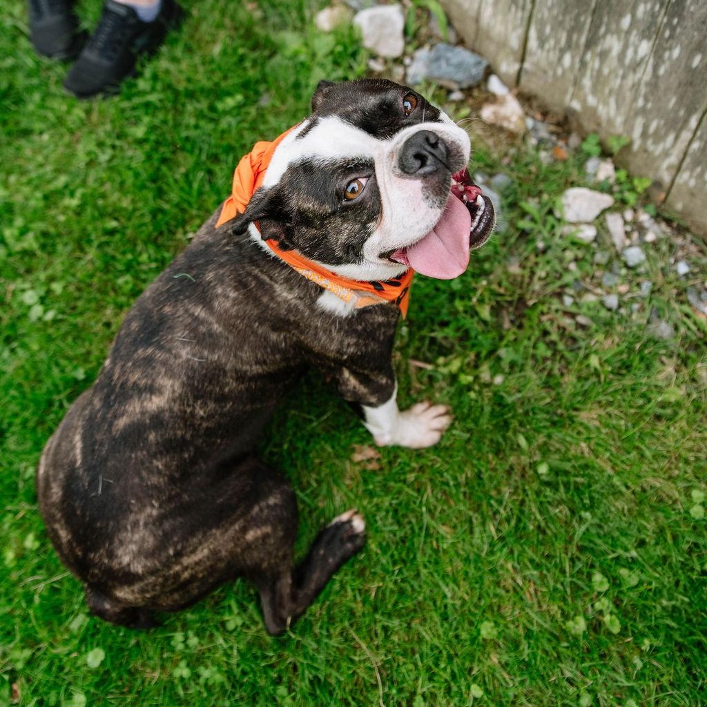 Enlarge Jax, an adoptable Boston Terrier in Chester Springs, PA image 2/6