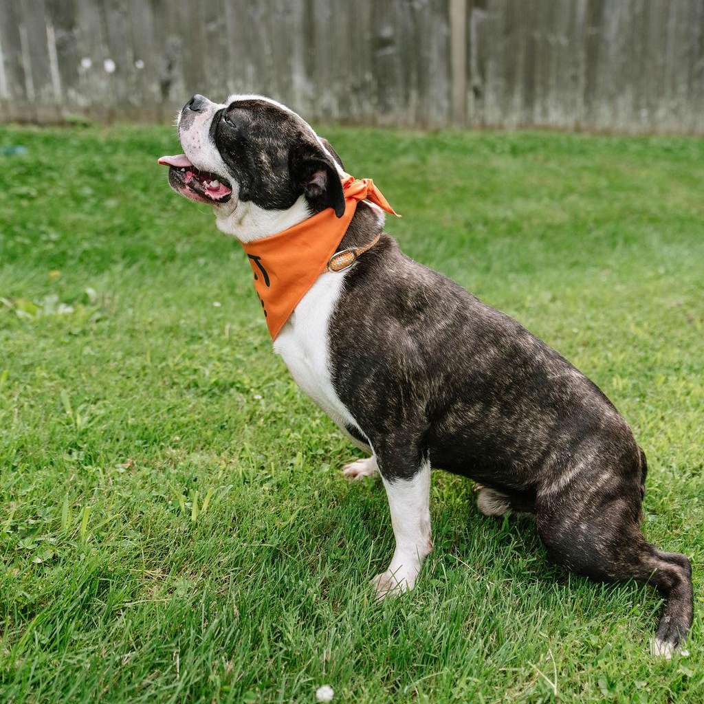 Enlarge Jax, an adoptable Boston Terrier in Chester Springs, PA image 3/6
