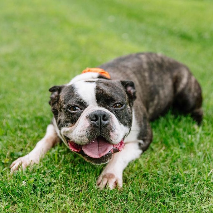 Enlarge Jax, an adoptable Boston Terrier in Chester Springs, PA image 4/6