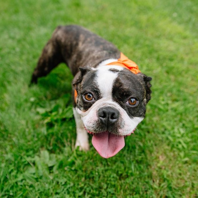Enlarge Jax, an adoptable Boston Terrier in Chester Springs, PA image 6/6