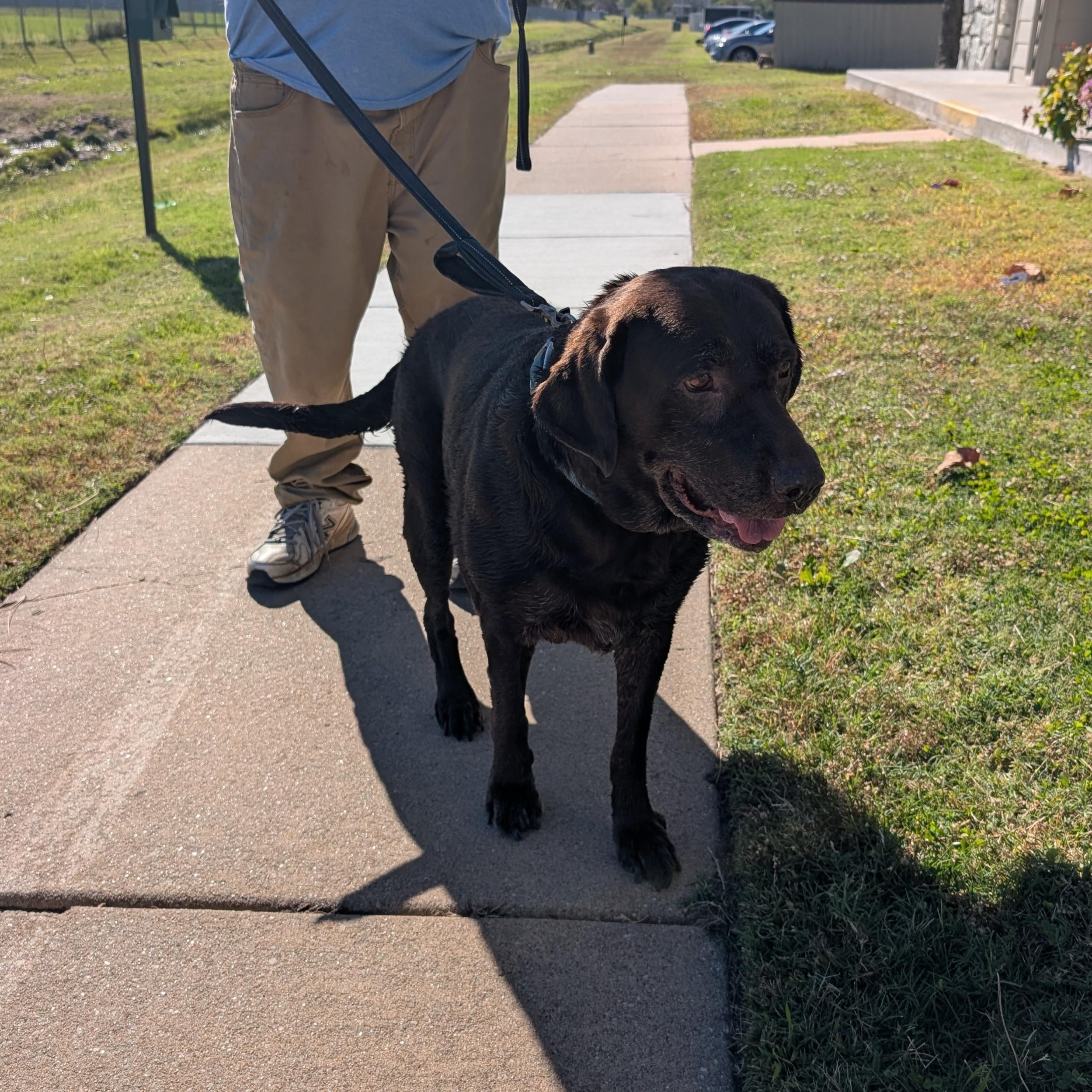 Allie, a ADOPTABLE Chocolate Labrador Retriever in Shawnee, KS image 2/2