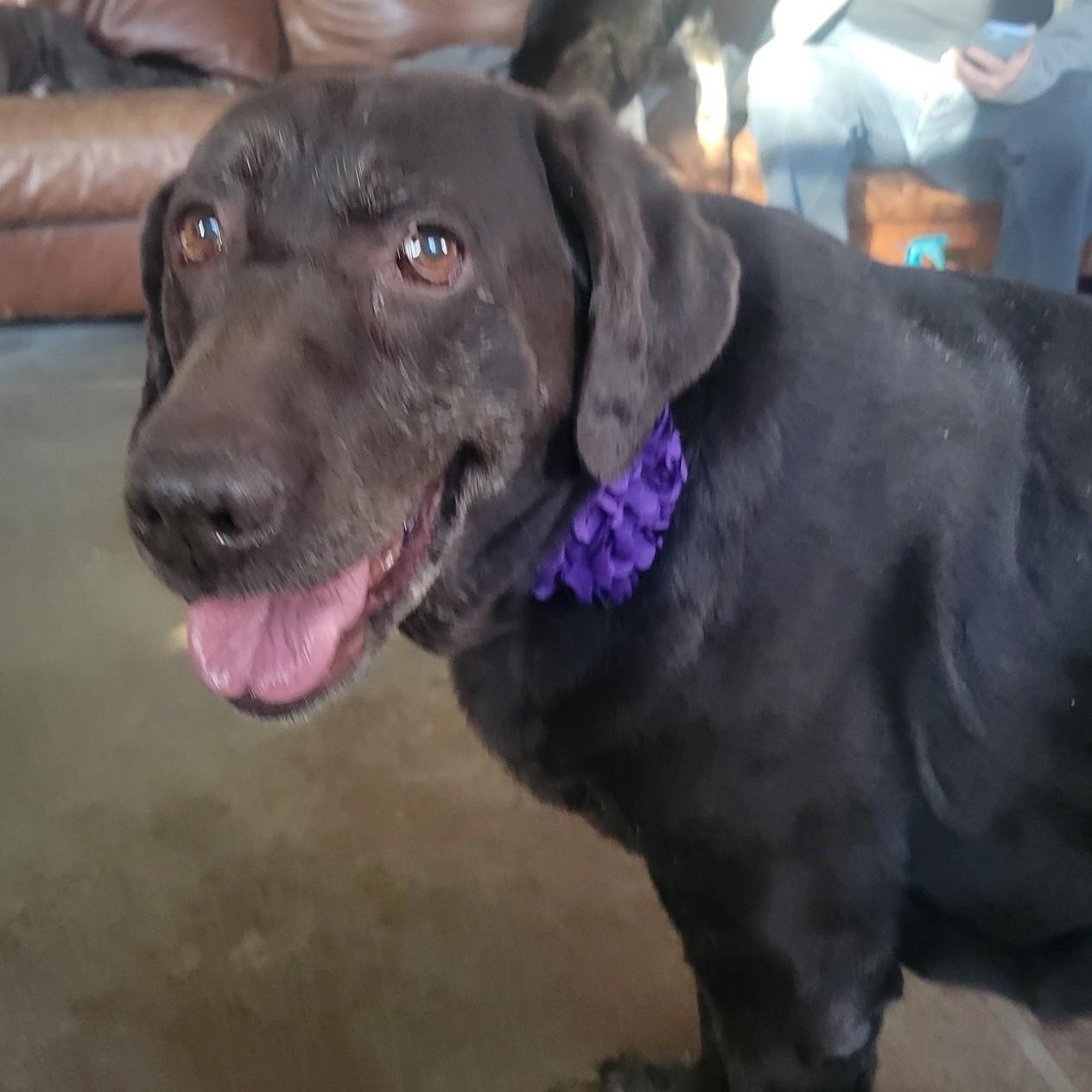 Allie, ADOPTABLE, Senior Female Chocolate Labrador Retriever.