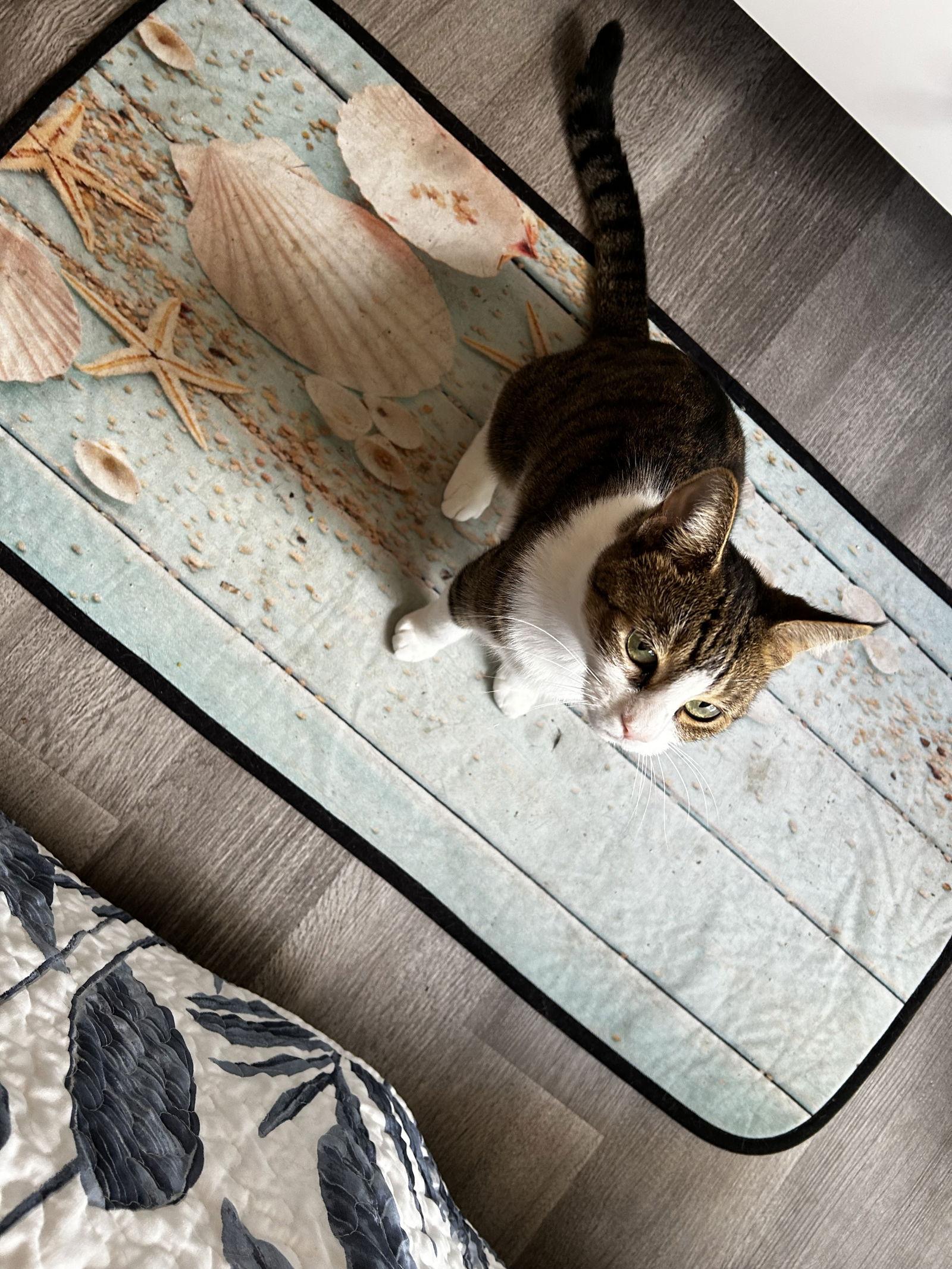 Chewy, Adoptable, Adult Female Domestic Short Hair.