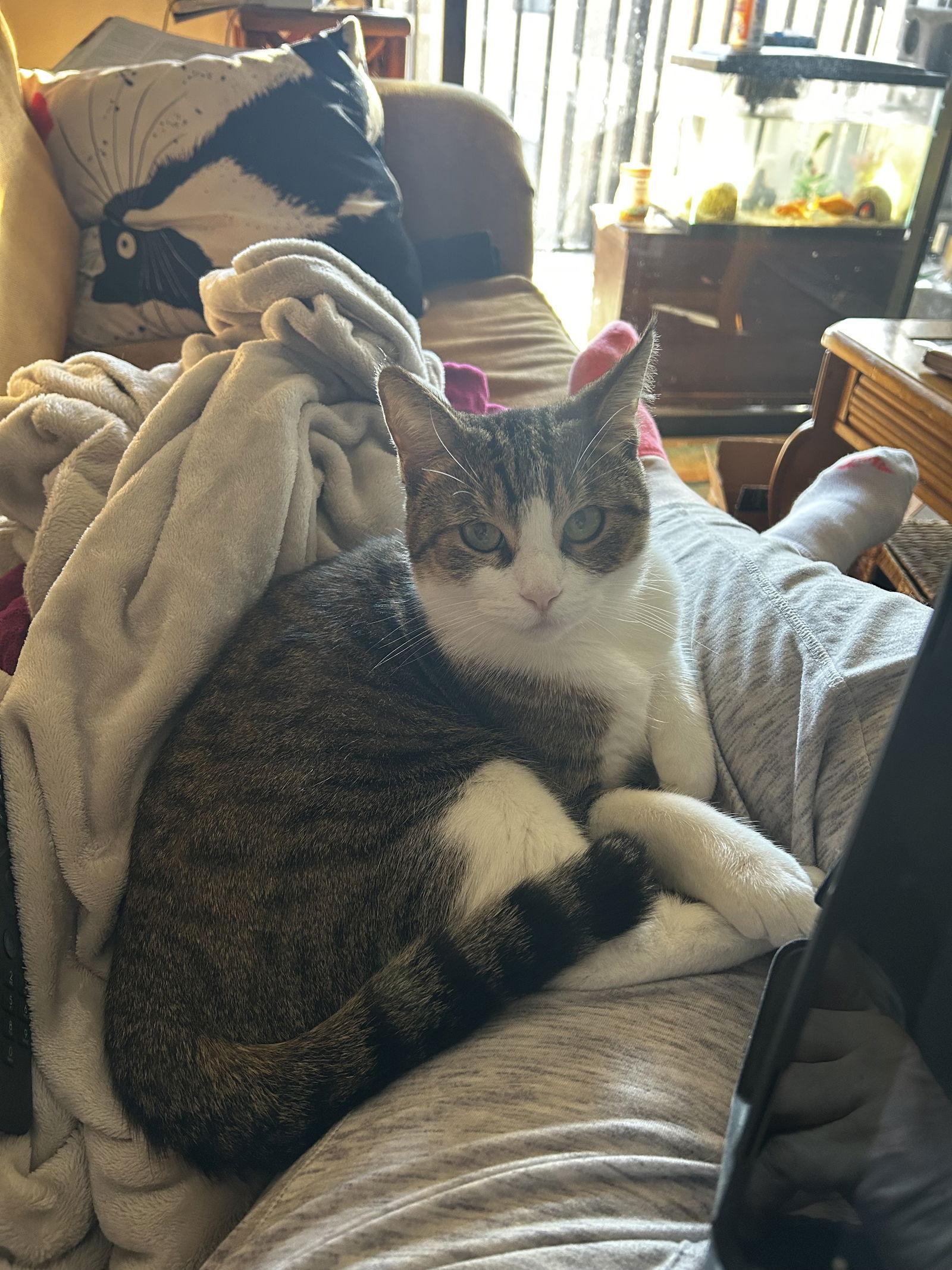 Enlarge Chewy, a Adoptable Domestic Short Hair in Naples, FL image 2/2