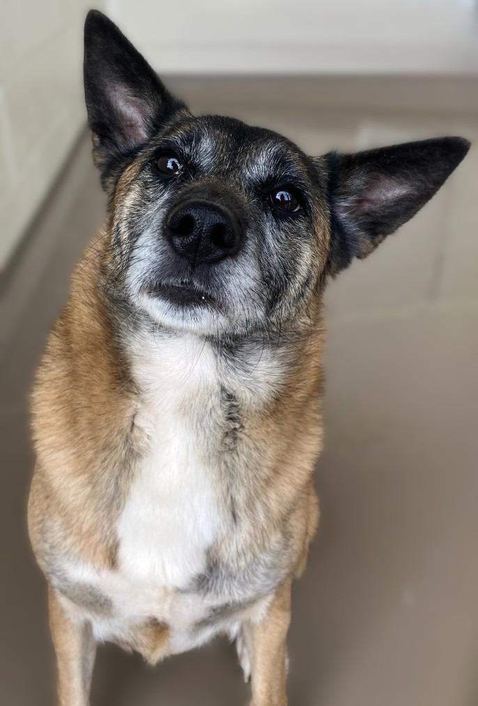 Enlarge Bubbles *Sponsored Senior, a Adoptable mixed breed in Christiansburg, VA image 1/1