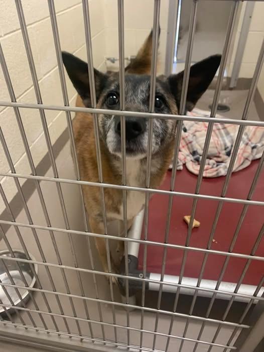 Enlarge Bubbles *Sponsored Senior, a Adoptable mixed breed in Christiansburg, VA image 1/1