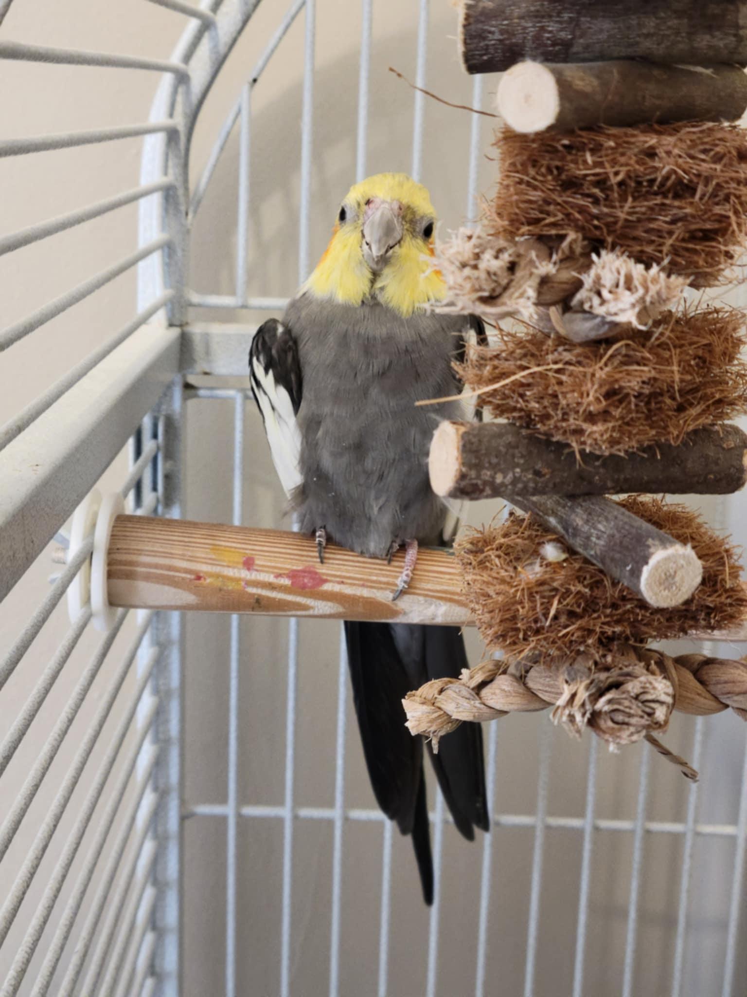 Enlarge Clyde, a ADOPTABLE Cockatiel in Nesquehoning, PA image 1/1