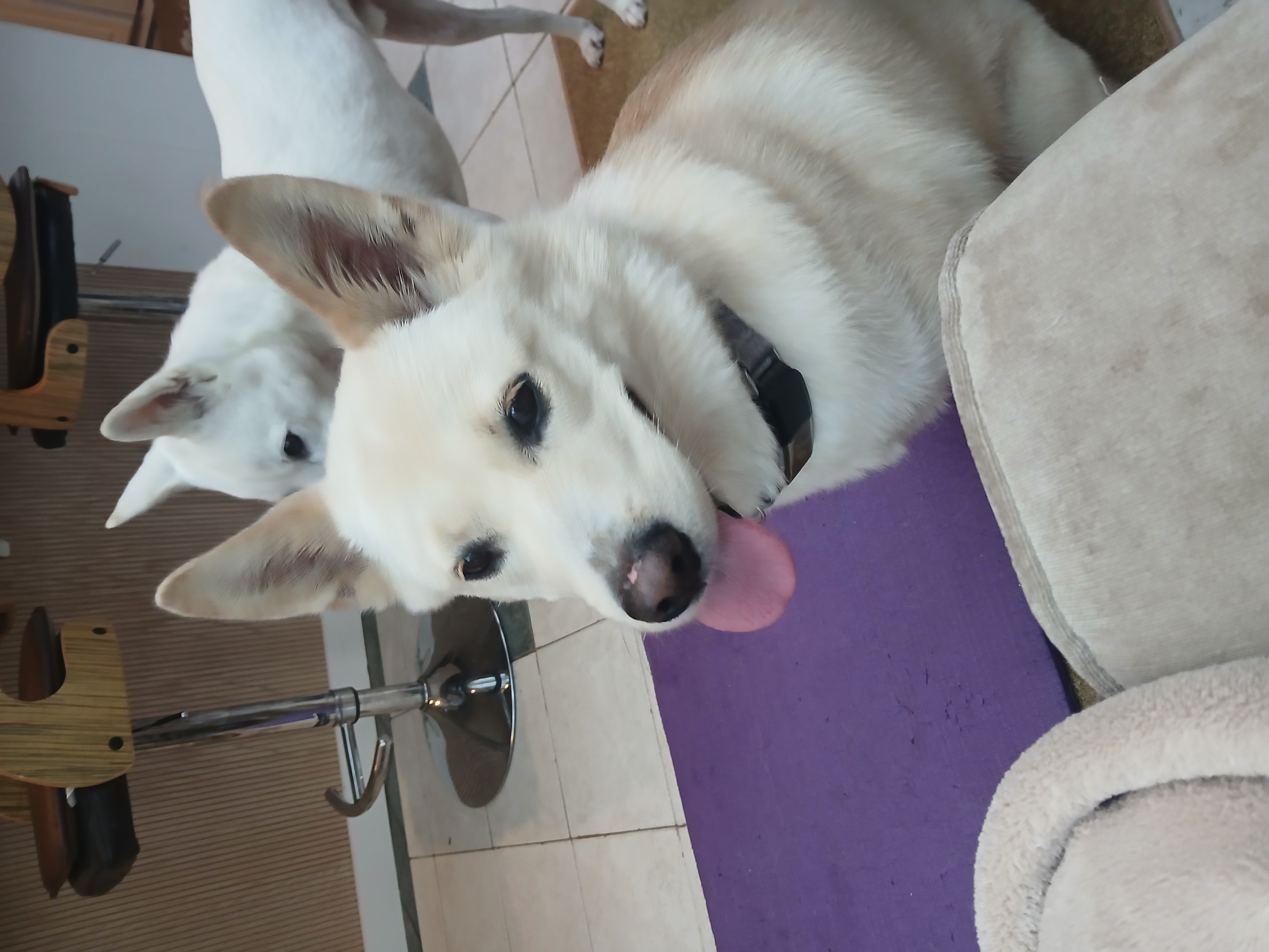 Enlarge Norang, a Adopted Jindo in Haymarket, VA image 3/6