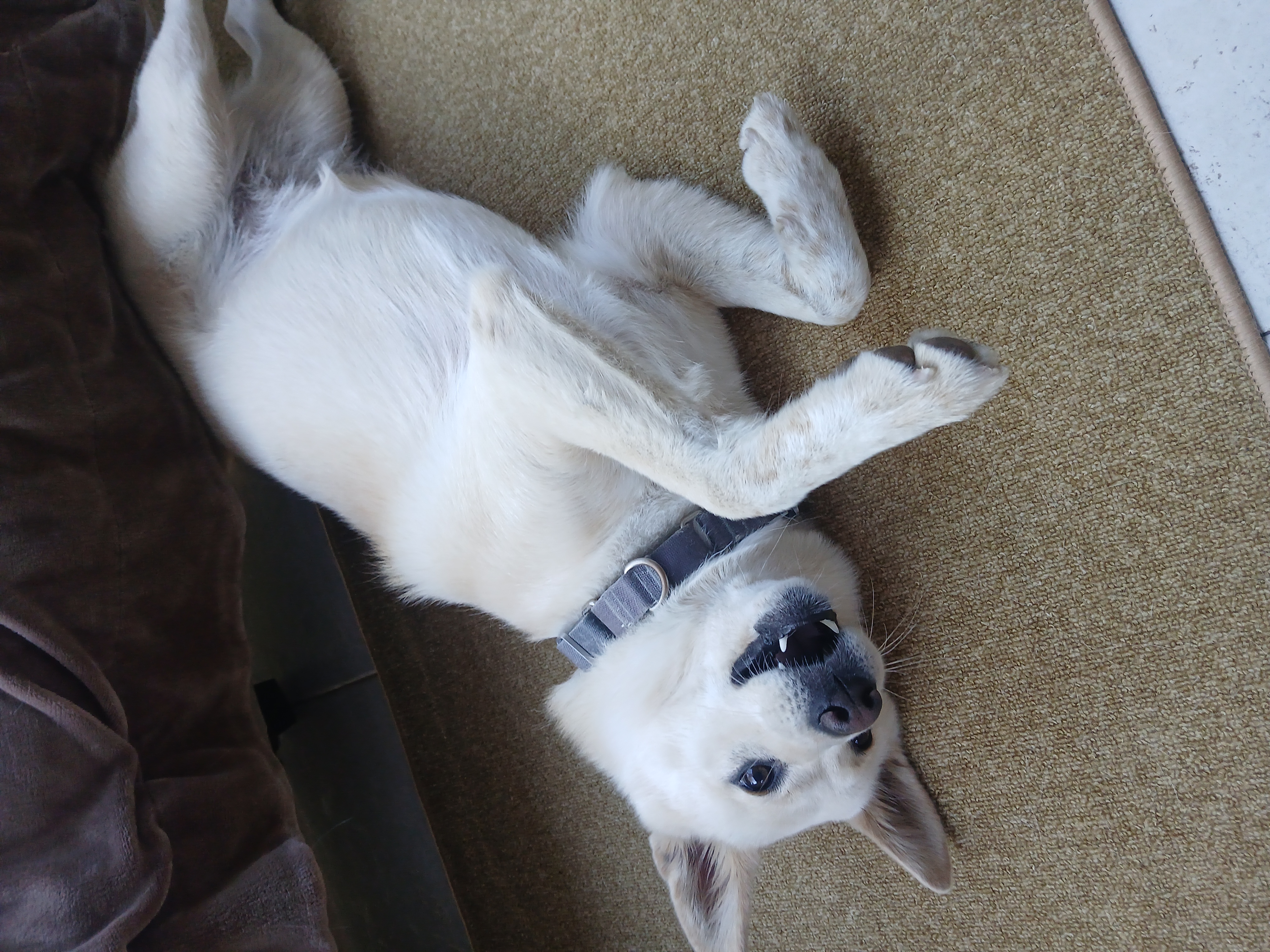 Norang, Adopted, Adult Female Jindo.