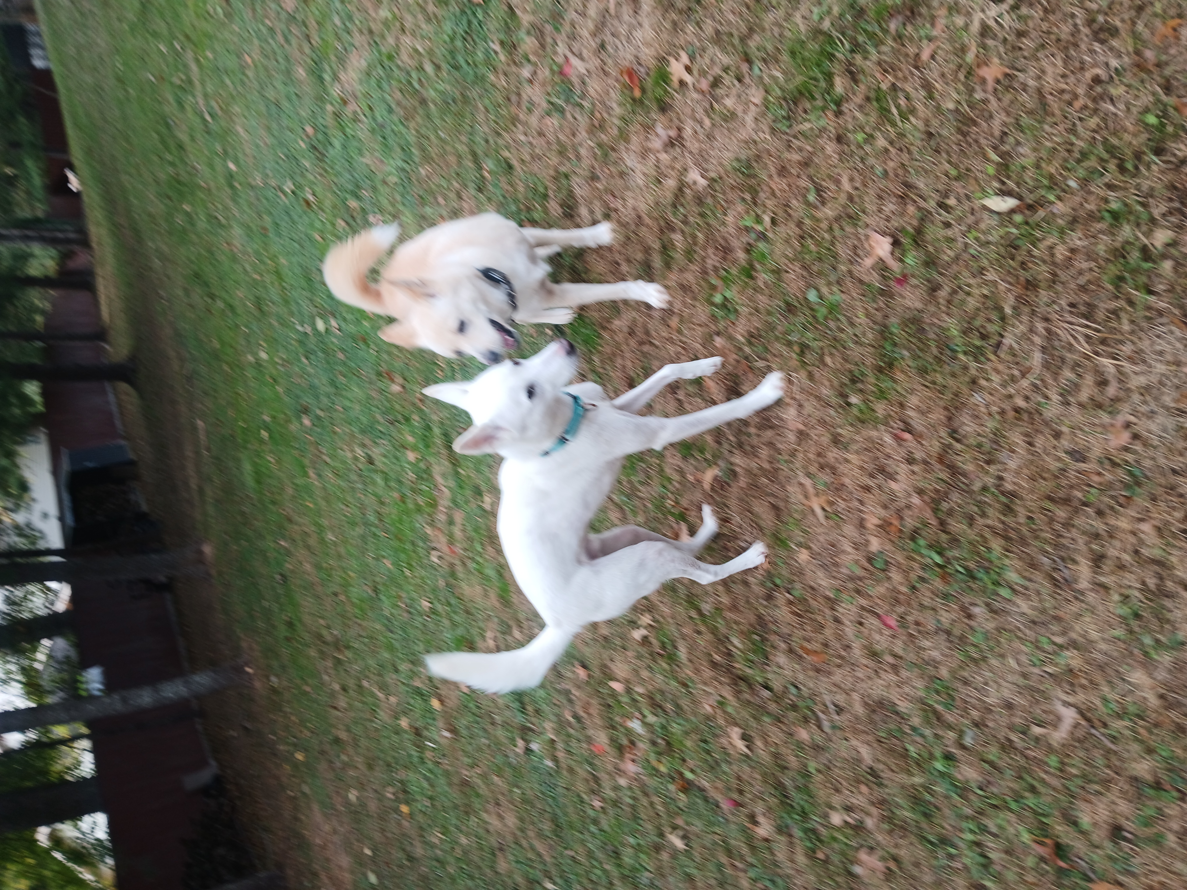 Enlarge Norang, a Adopted Jindo in Haymarket, VA image 6/6