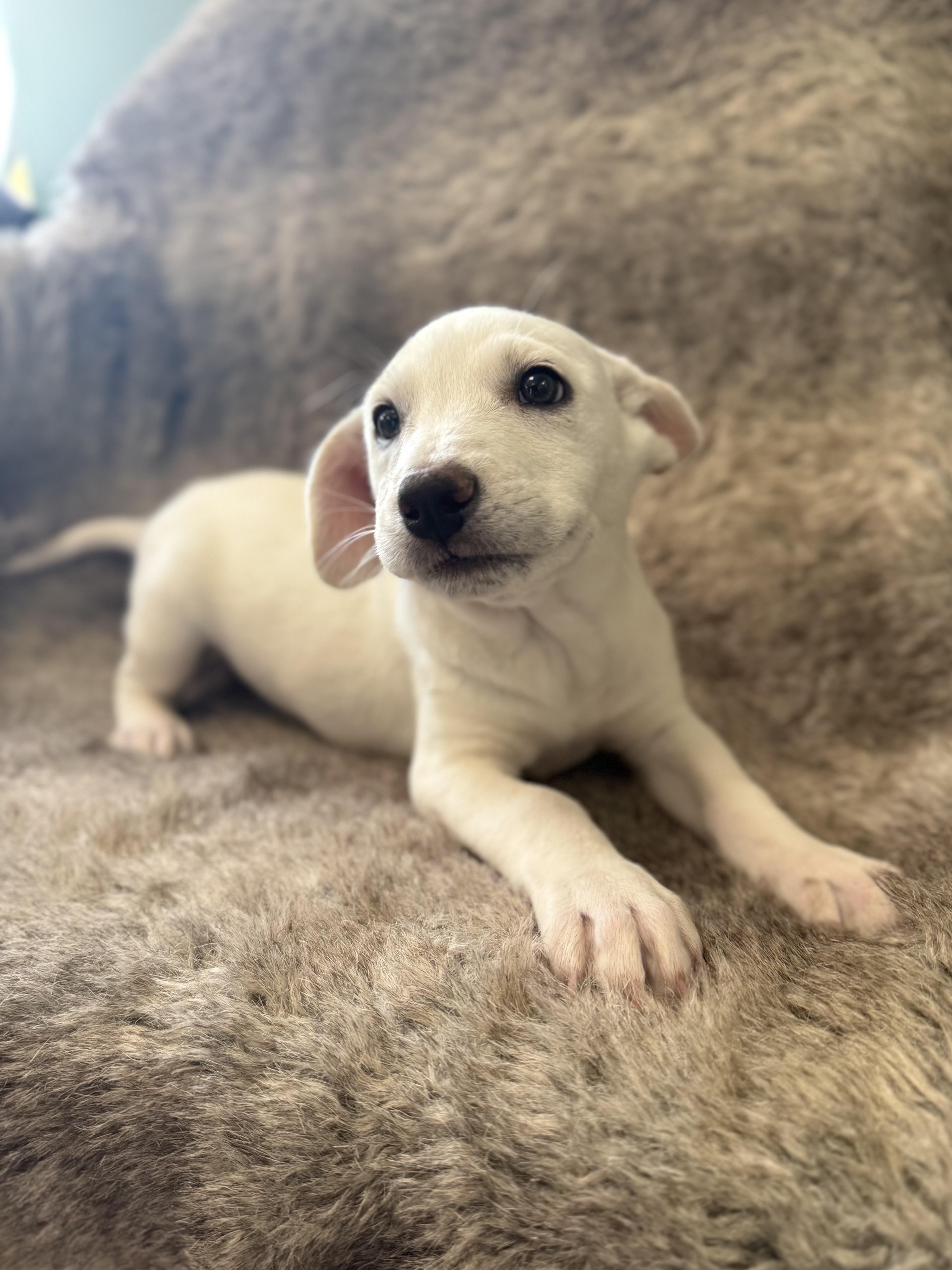 Laurel, adopted, Puppy Female Mixed Breed.