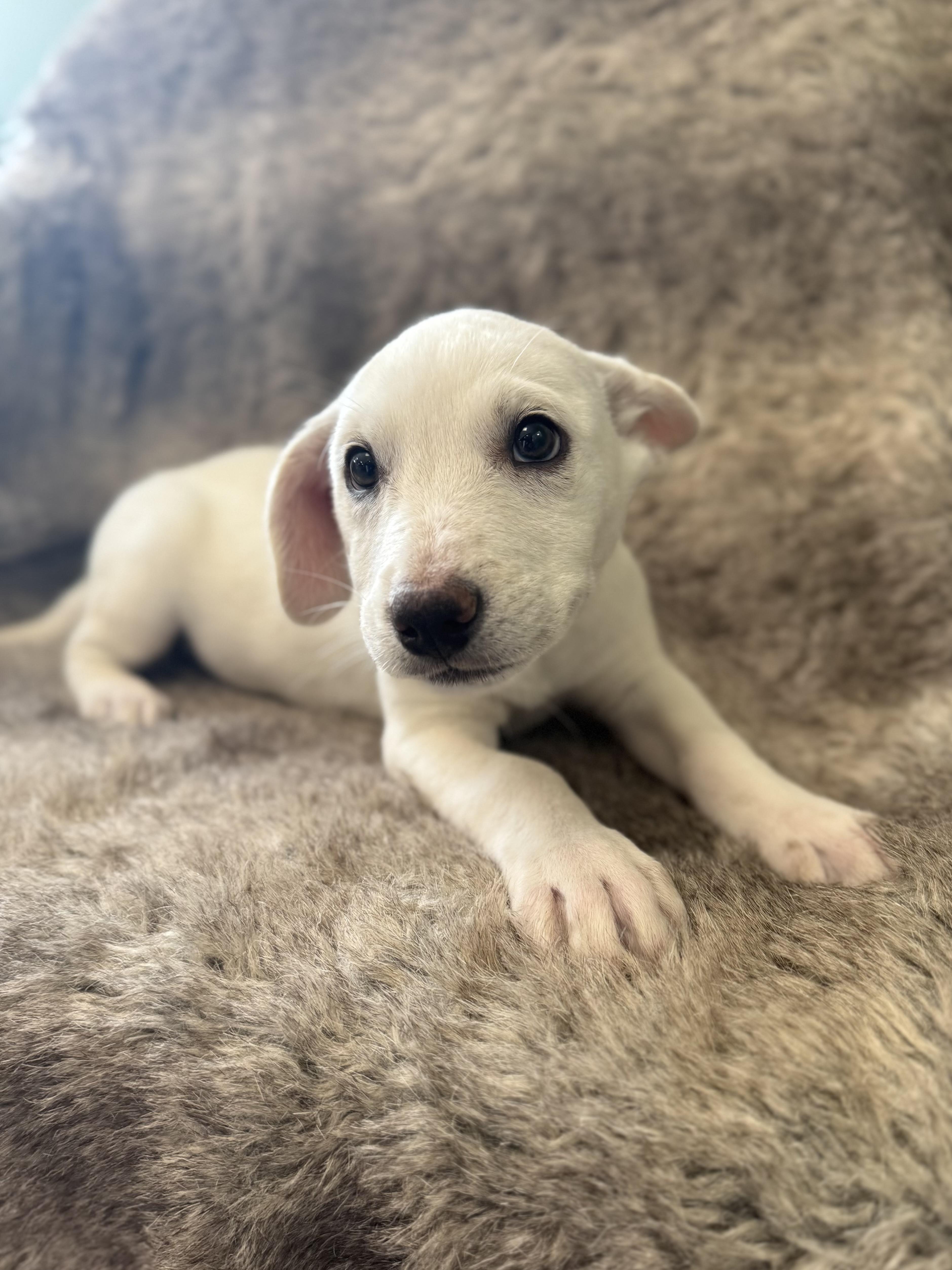 Enlarge Laurel, an adopted mixed breed in Eagle, CO image 2/5