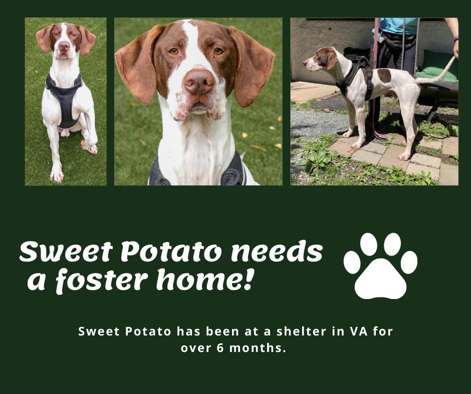 Needs Foster Sweet Potato (VA)