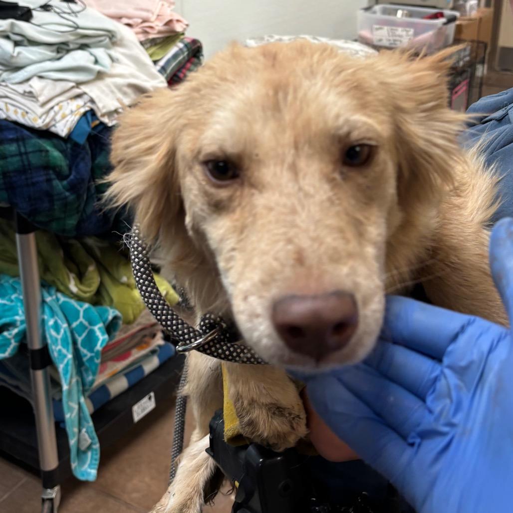 Jessica - In foster!, Adoptable, Adult Female Mixed Breed.