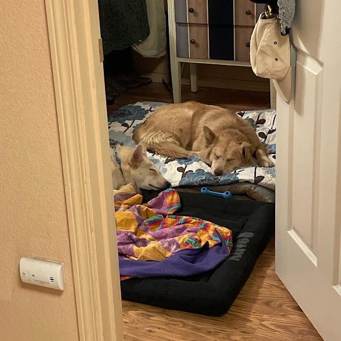 Jessica, Adoptable, Adult Female Mixed Breed.