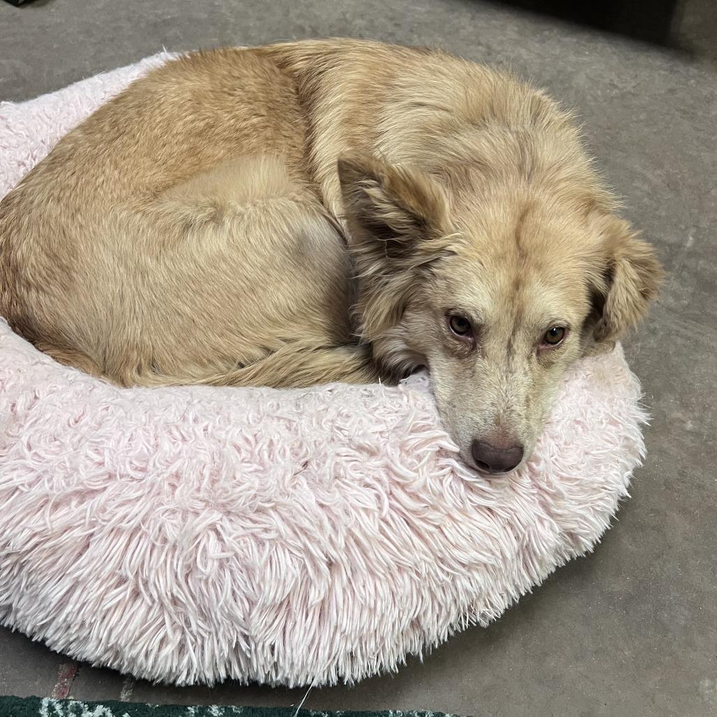 Enlarge Jessica, a Adoptable Mixed Breed in Flagstaff, AZ image 1/3