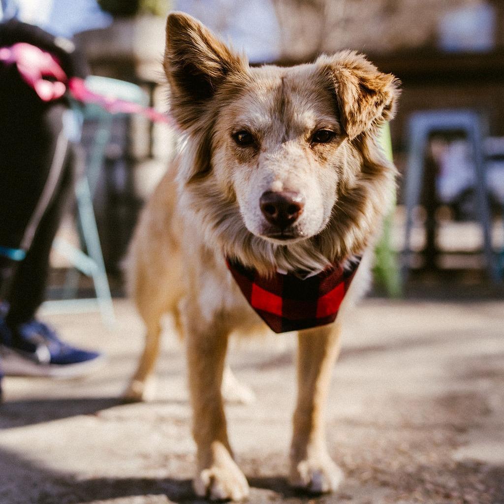 Enlarge Jessica, a Adoptable Mixed Breed in Flagstaff, AZ image 2/3