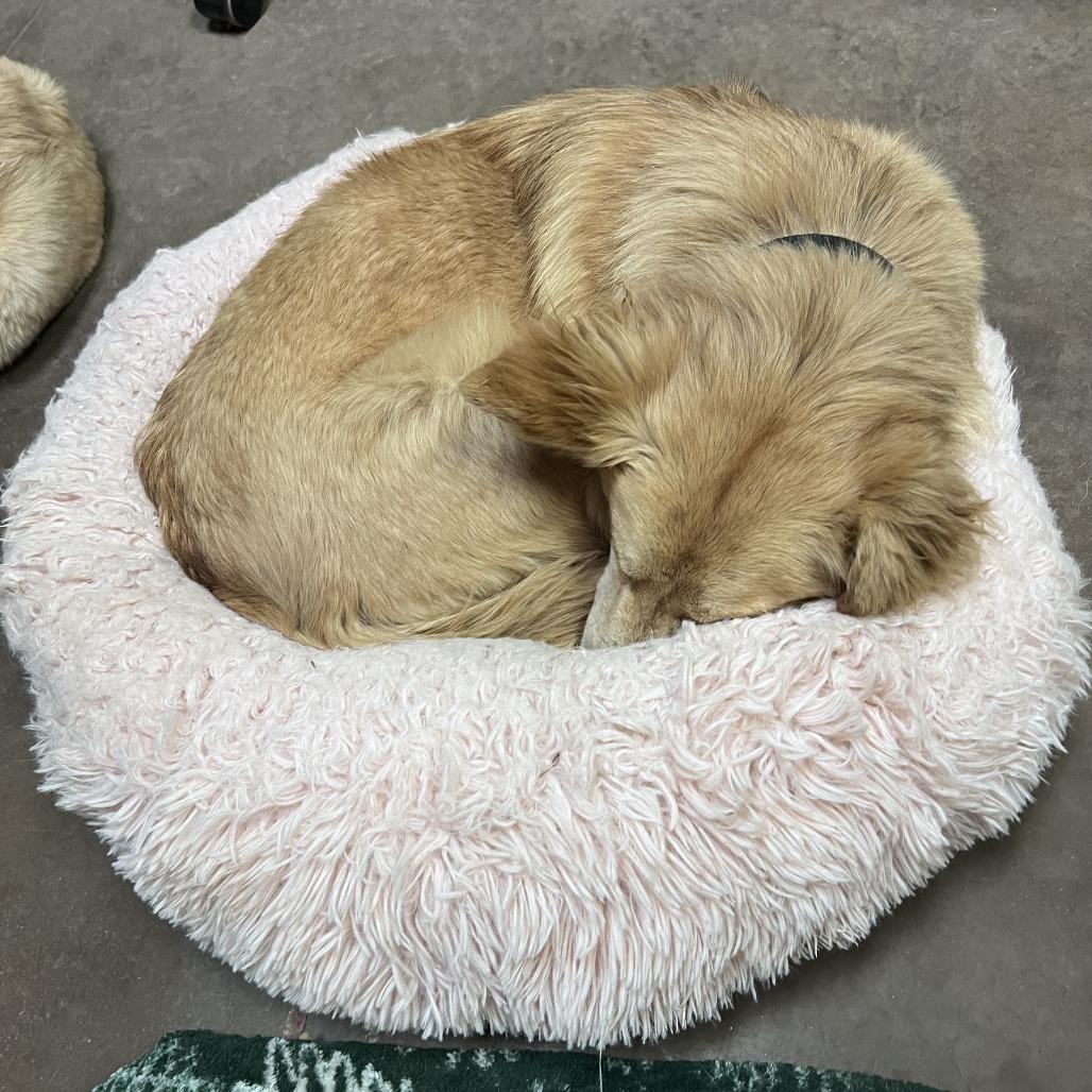 Enlarge Jessica, a Adoptable Mixed Breed in Flagstaff, AZ image 3/3