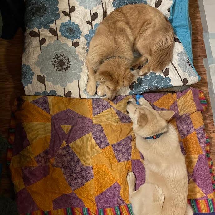 Enlarge Jessica - In foster!, a Adoptable Mixed Breed in Flagstaff, AZ image 6/6