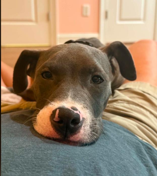 Finn, an adopted mixed breed in Eutawville, SC image 3/6