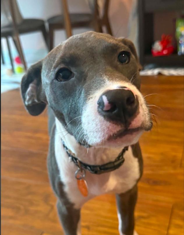 Finn, an adopted mixed breed in Eutawville, SC image 5/6