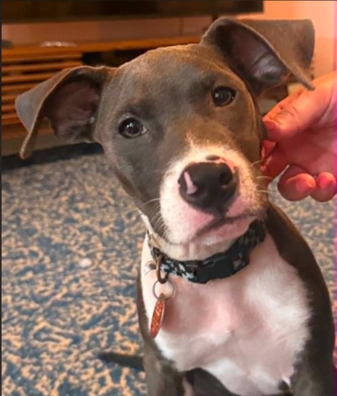 Finn, an adopted mixed breed in Eutawville, SC image 2/6