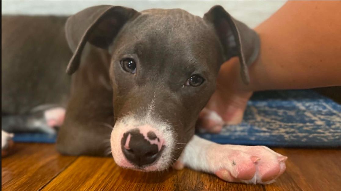 Finn, an adopted mixed breed in Eutawville, SC image 6/6