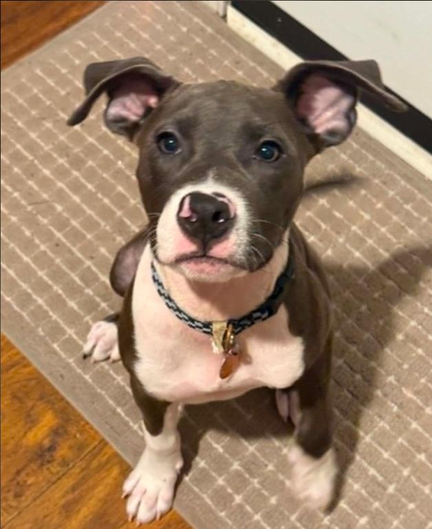 Finn, adopted, Puppy Male Mixed Breed.