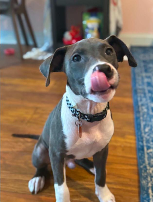 Finn, an adopted mixed breed in Eutawville, SC image 4/6