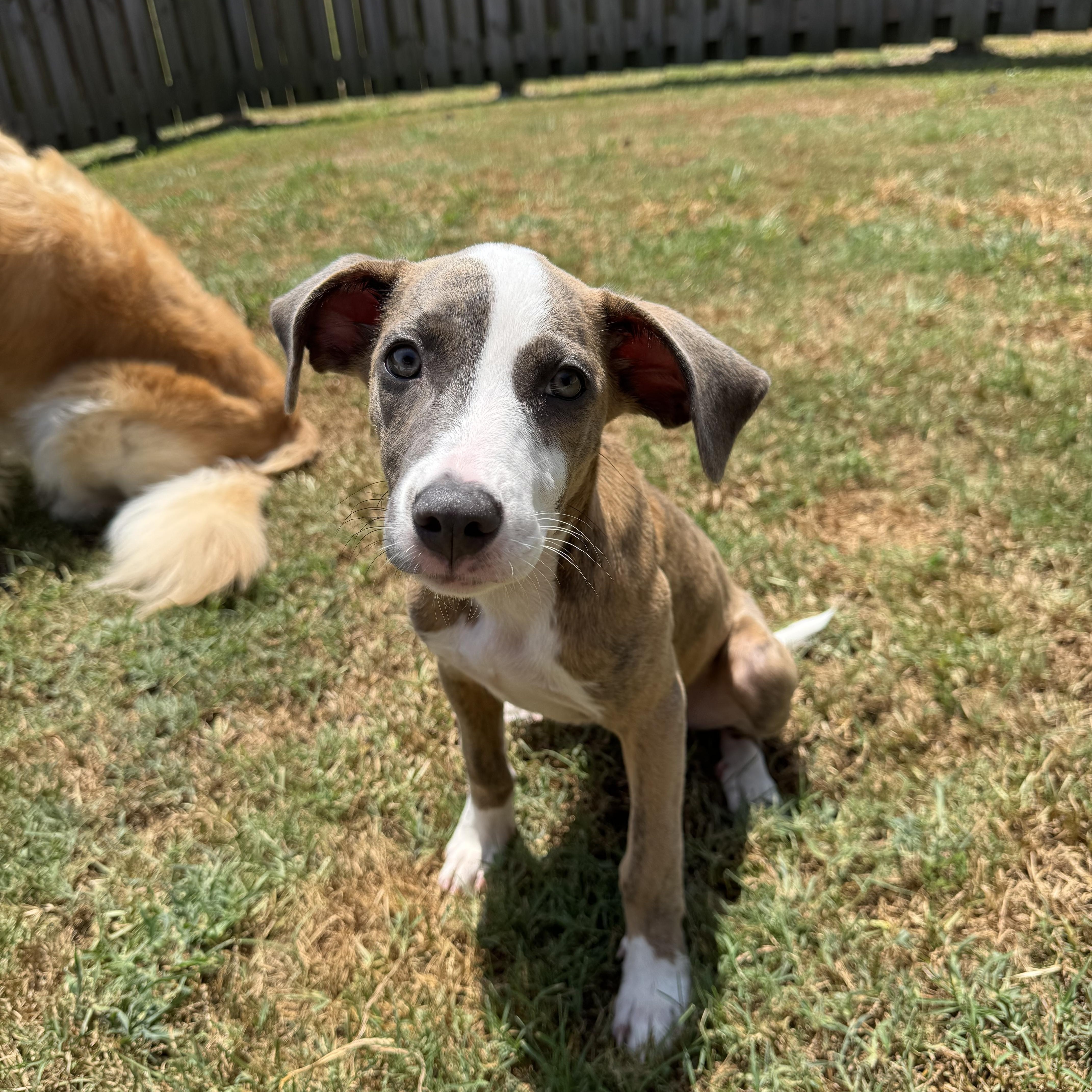 June, a ADOPTABLE mixed breed in Baker, LA image 5/6
