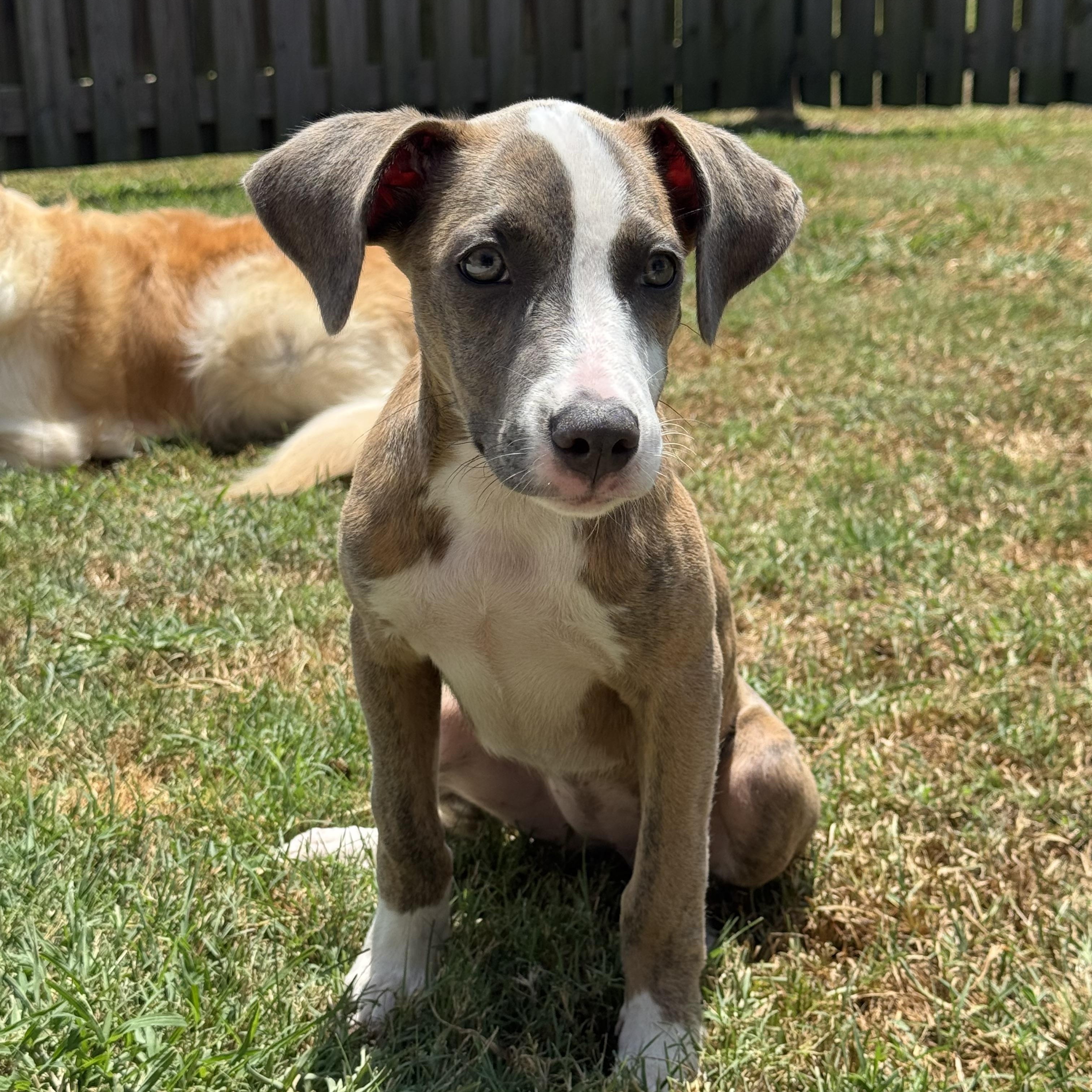 June, ADOPTABLE, Young Female Catahoula Leopard Dog & Labrador Retriever.