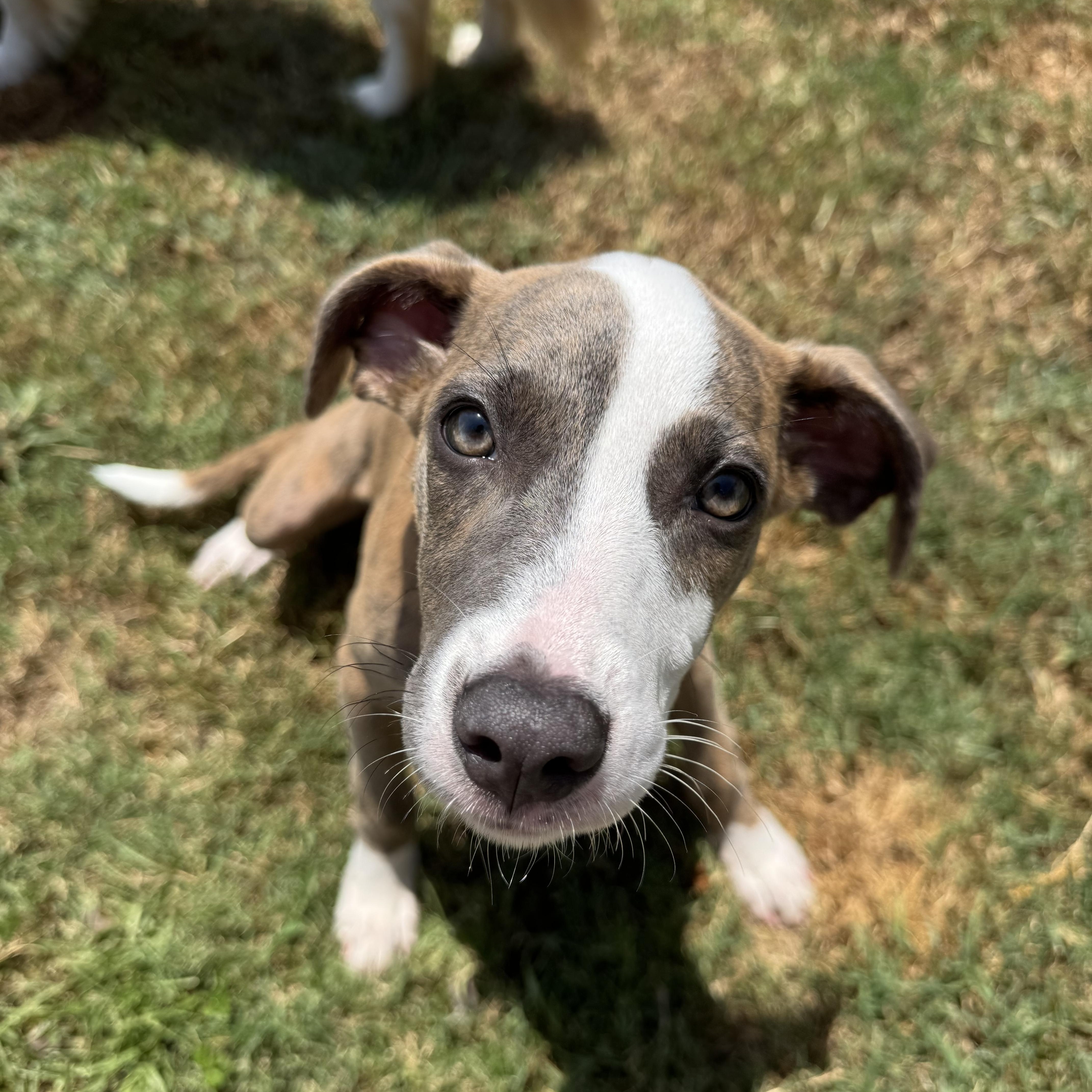 June, a ADOPTABLE mixed breed in Baker, LA image 4/6