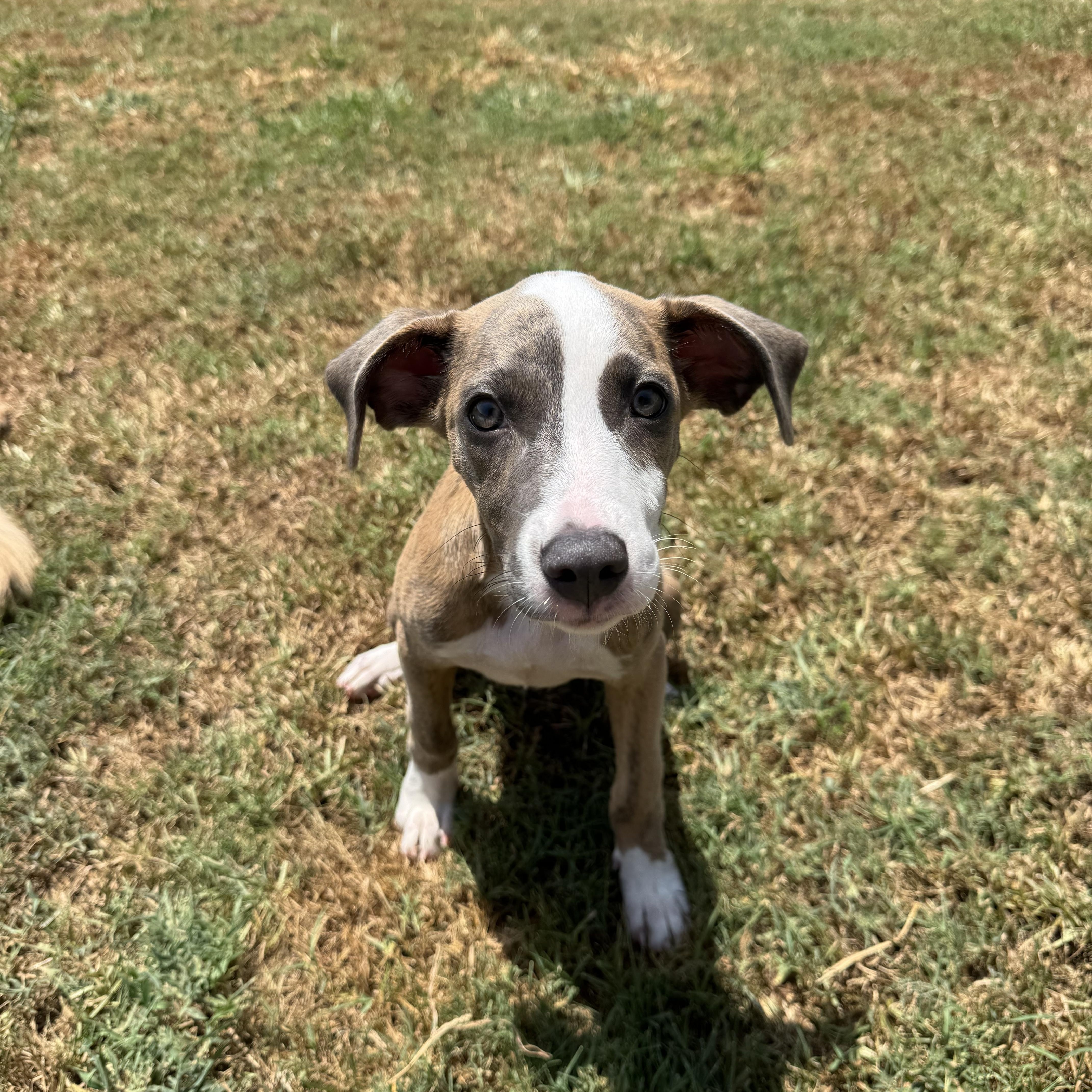 June, a ADOPTABLE mixed breed in Baker, LA image 3/6