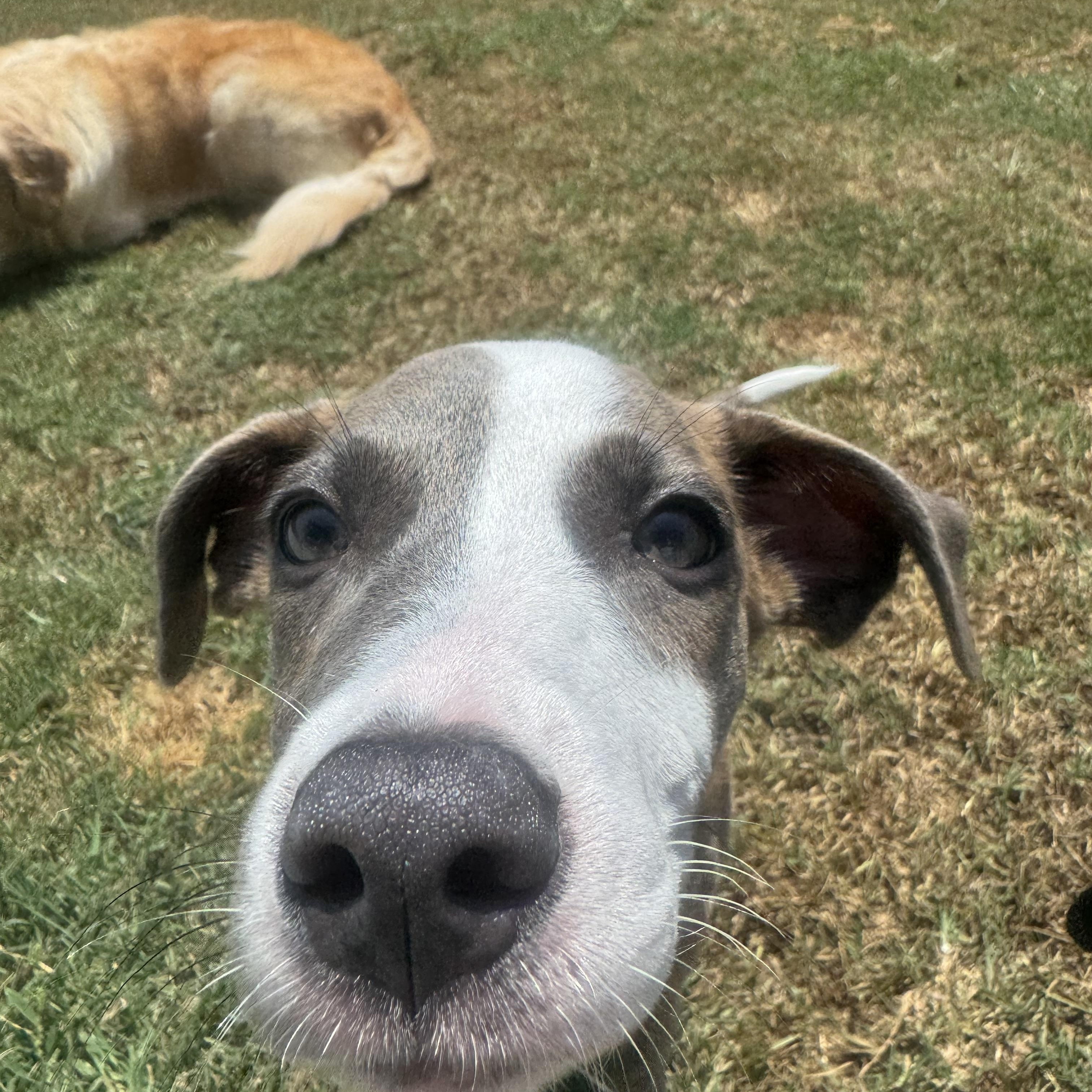 June, a ADOPTABLE mixed breed in Baker, LA image 2/6