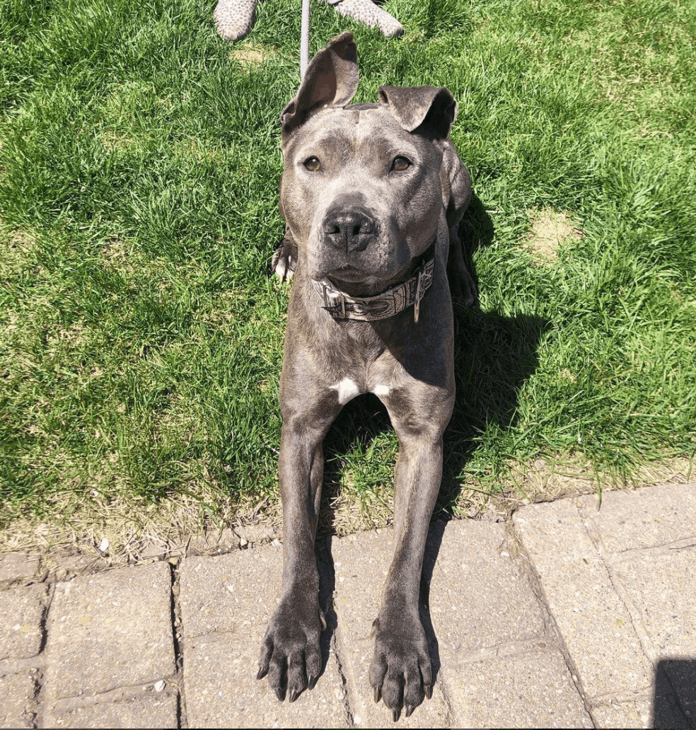 Enlarge Teela, a Adoptable Pit Bull Terrier in Vernon Hills, IL image 7/10