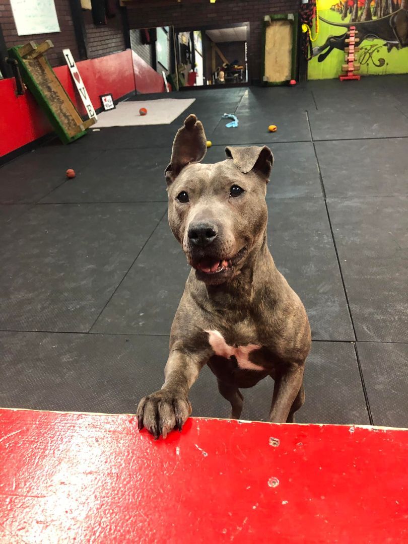 Teela, a Adoptable Pit Bull Terrier in Vernon Hills, IL image 1/10