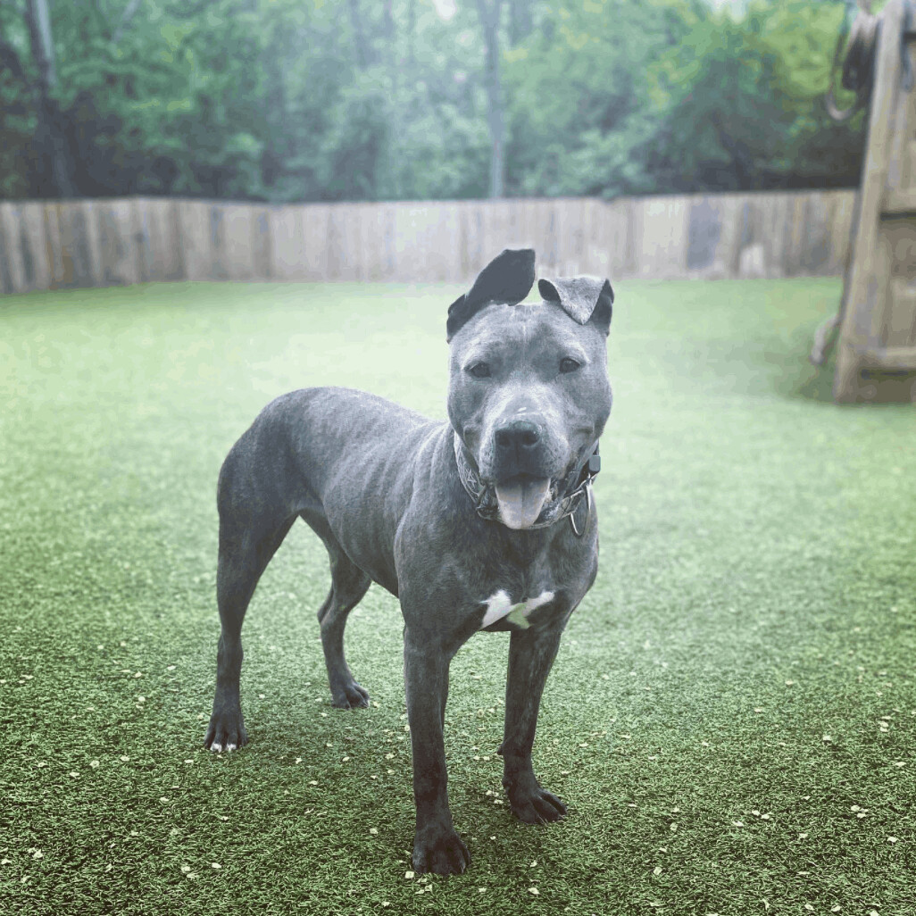 Enlarge Teela, a Adoptable Pit Bull Terrier in Vernon Hills, IL image 8/10