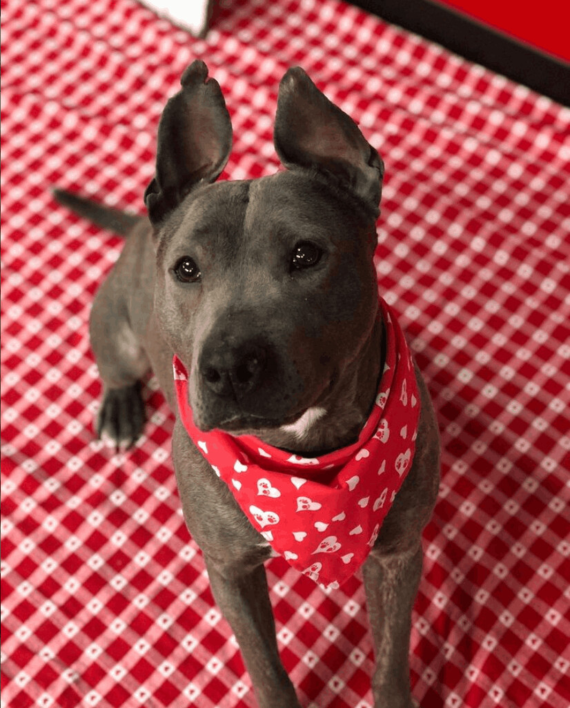 Enlarge Teela, a Adoptable Pit Bull Terrier in Vernon Hills, IL image 9/10