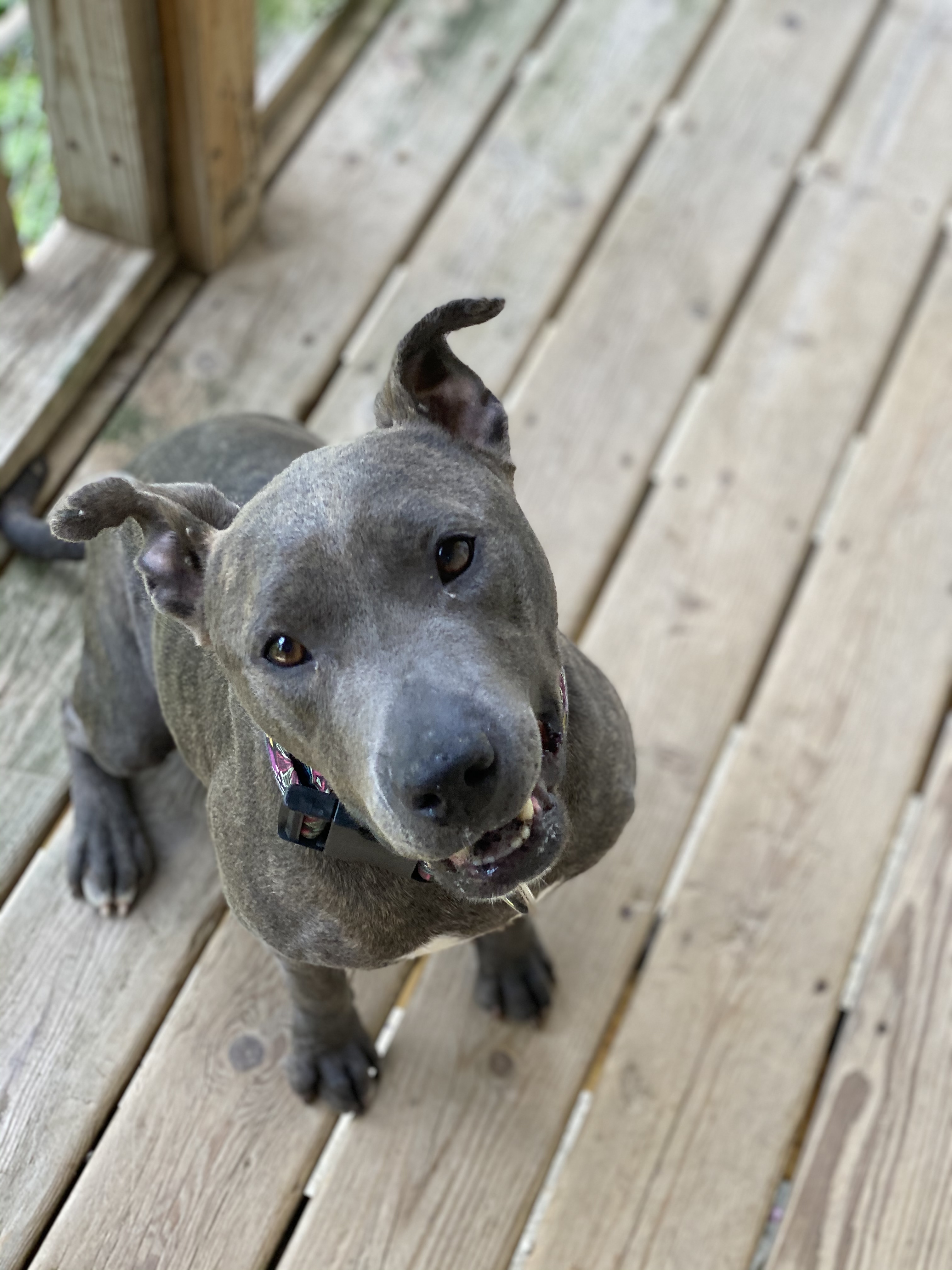 Enlarge Teela, a Adoptable Pit Bull Terrier in Vernon Hills, IL image 10/10