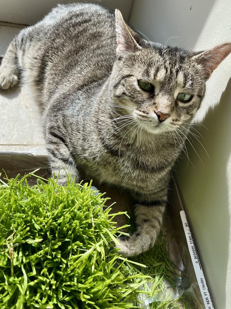 Enlarge Iris, a Adoptable Domestic Short Hair in Chicago, IL image 1/4