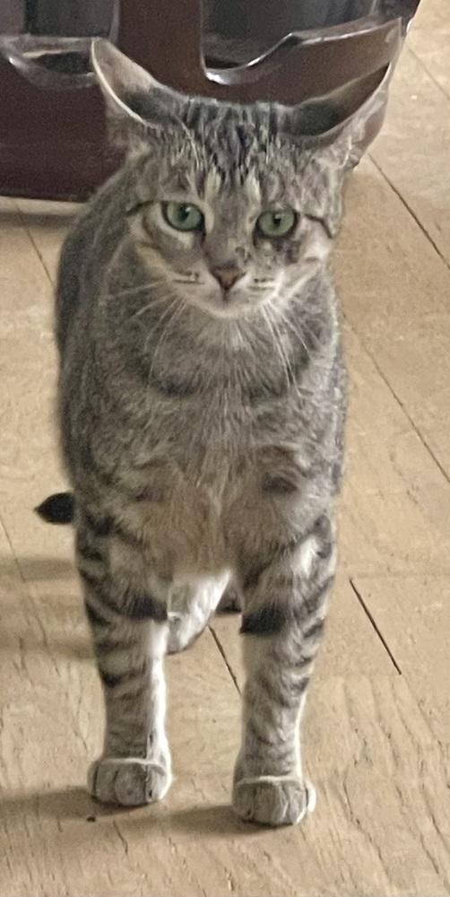 Enlarge Iris, a Adoptable Domestic Short Hair in Chicago, IL image 2/4