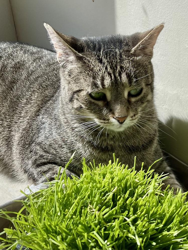 Enlarge Iris, a Adoptable Domestic Short Hair in Chicago, IL image 3/4